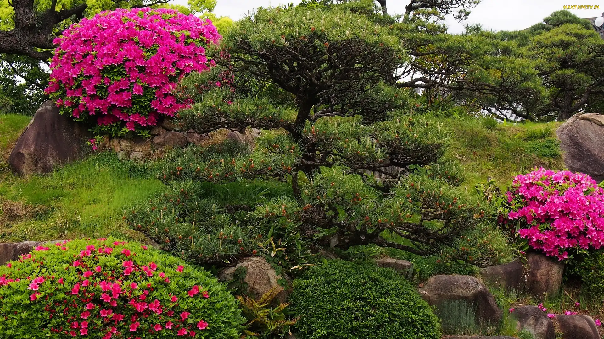 Krzewy, Rododendrony, Park