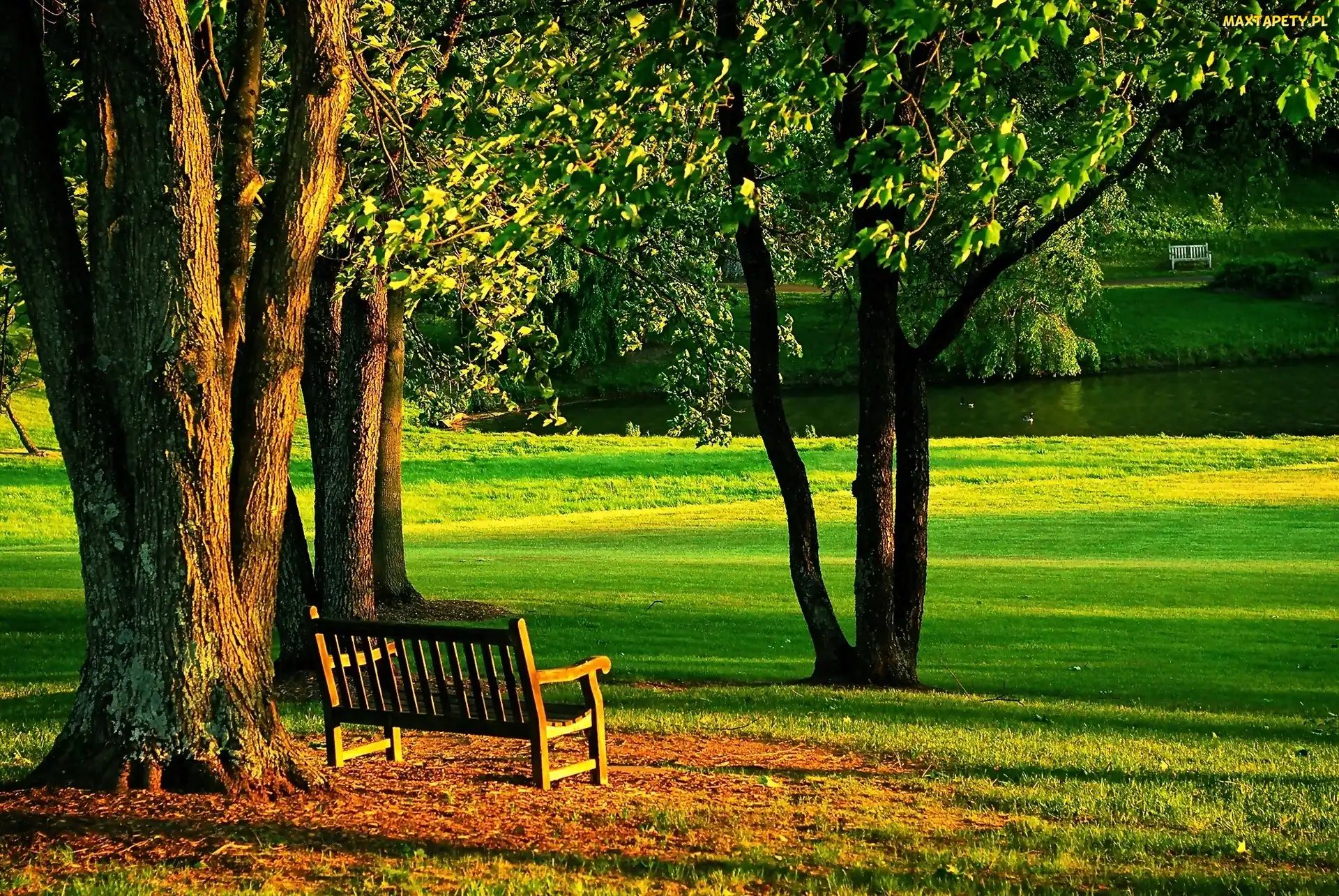 Park, Lato, Staw, Ławka