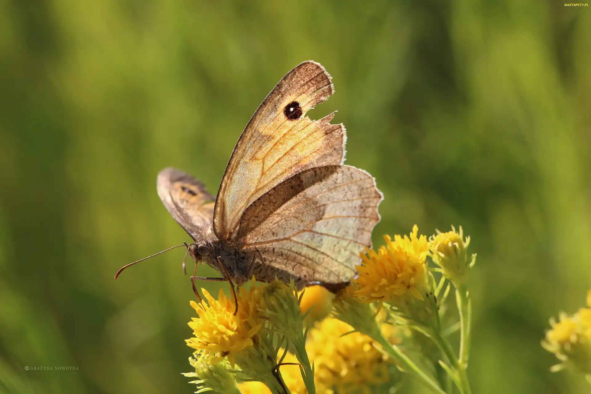 Motyl, Owad, Strzępotek Ruczajnik