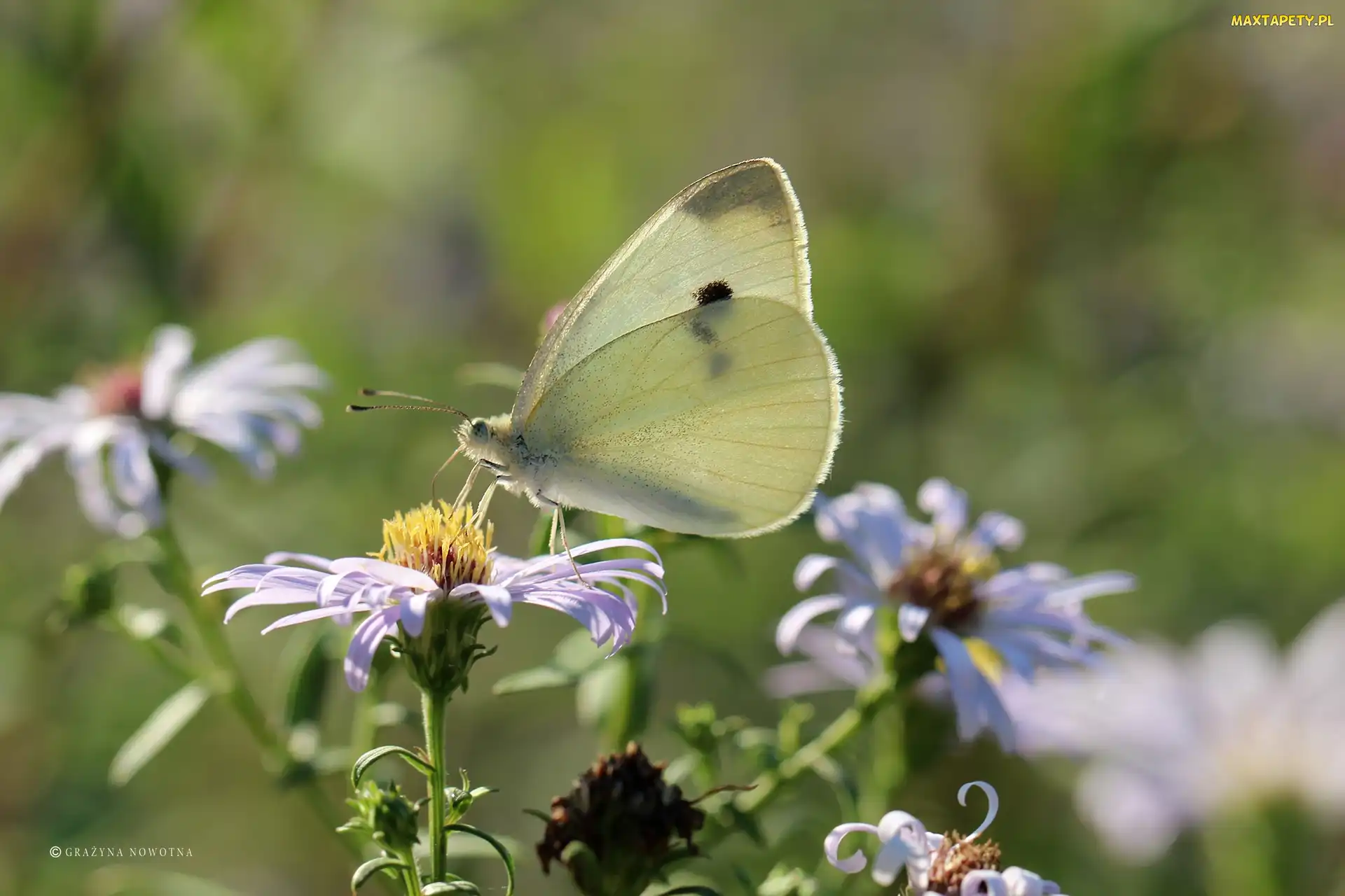 Biały, Owad, Motyl, bielinek