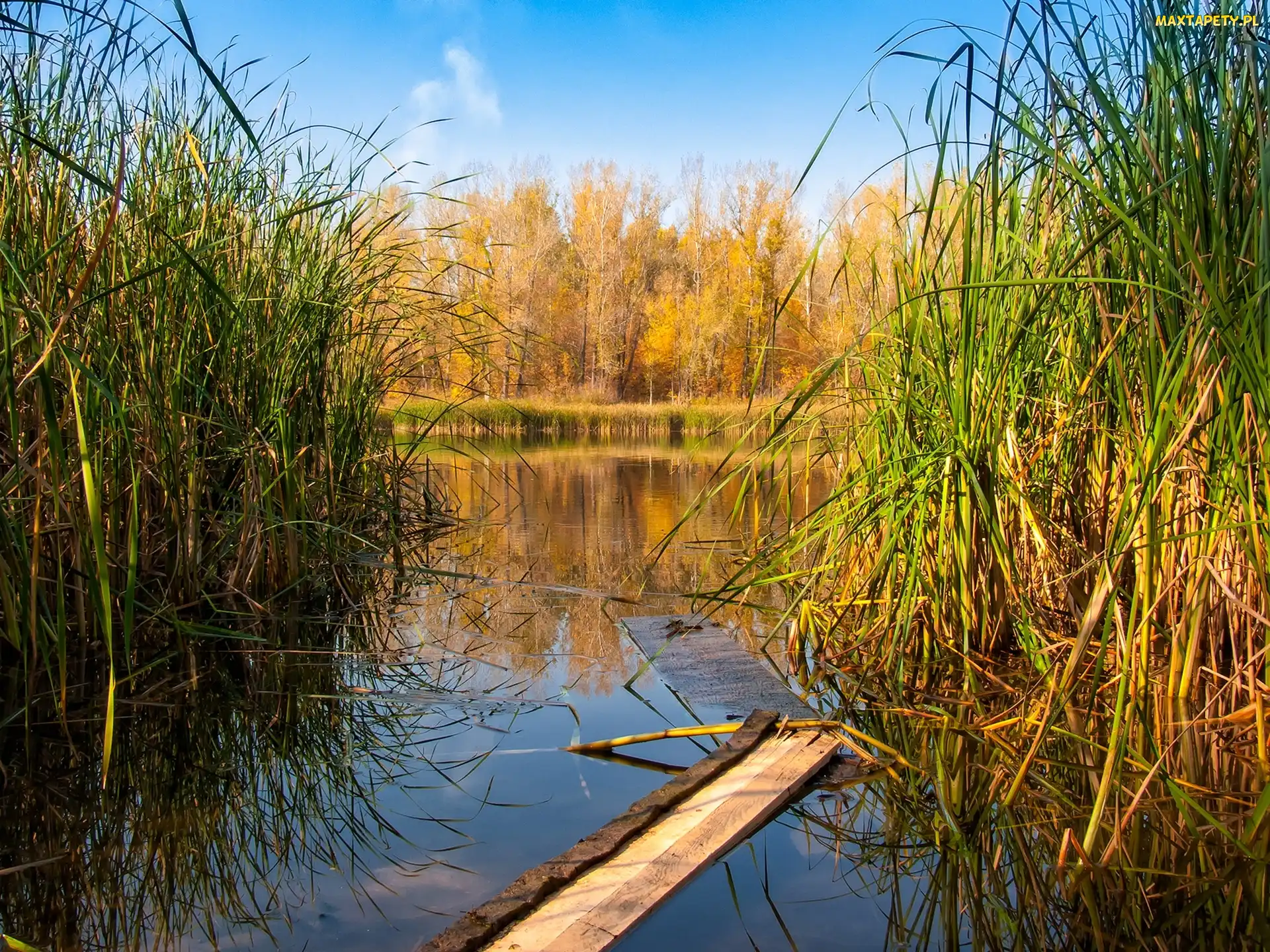 Jesień, Staw, Trzcina, Drzewa