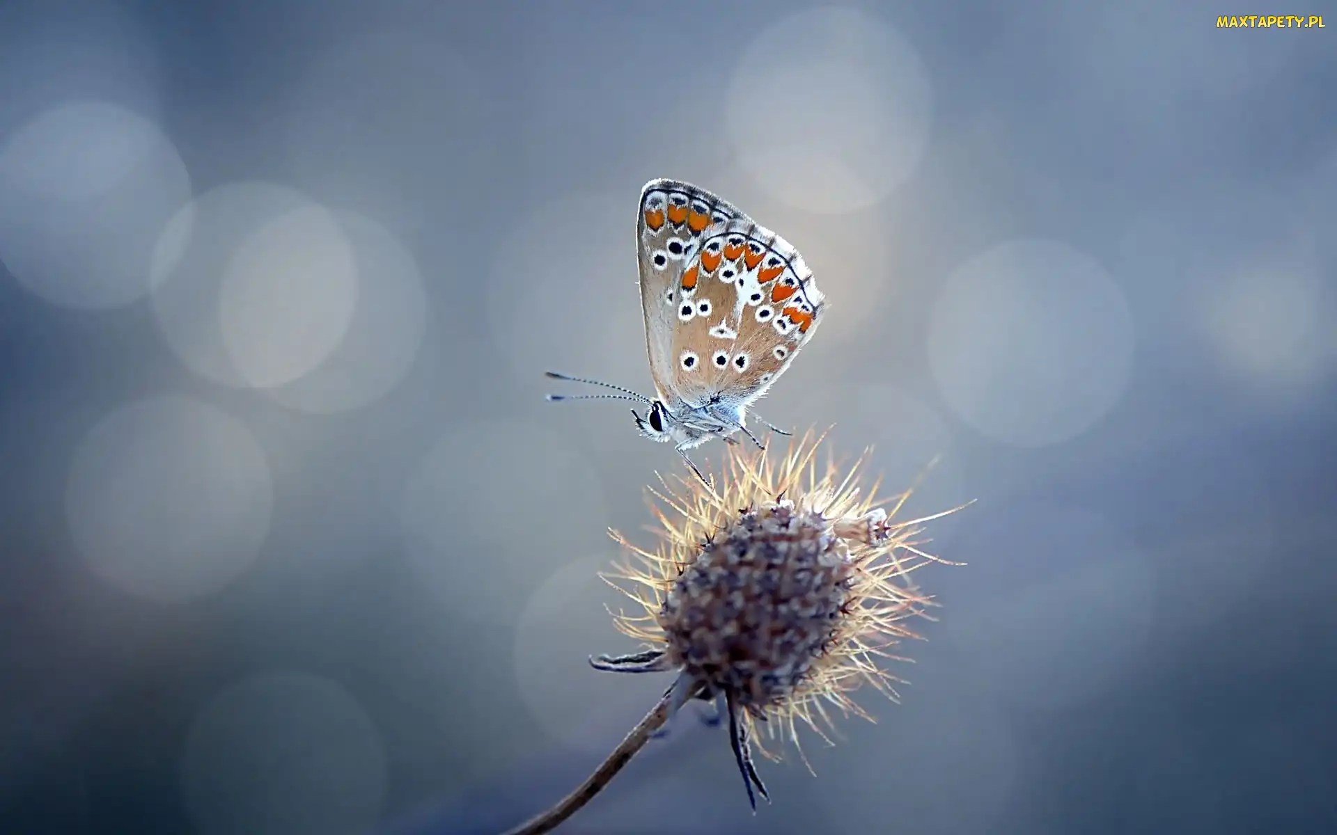 Motyl, Suchy Kwiat