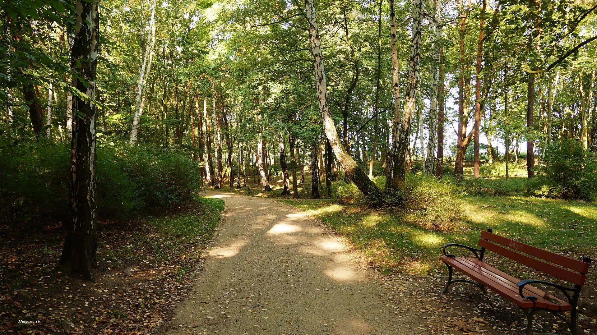 Ławka, Alejka, Park, Drzewa