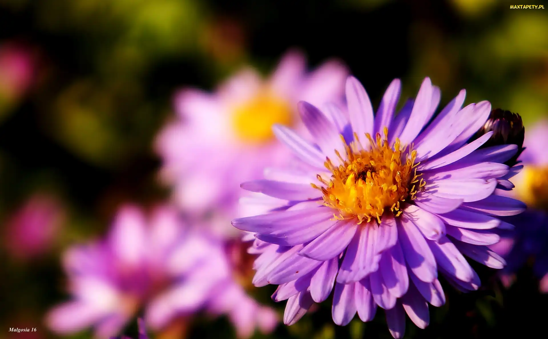 Fioletowy, Aster, Kwitnący