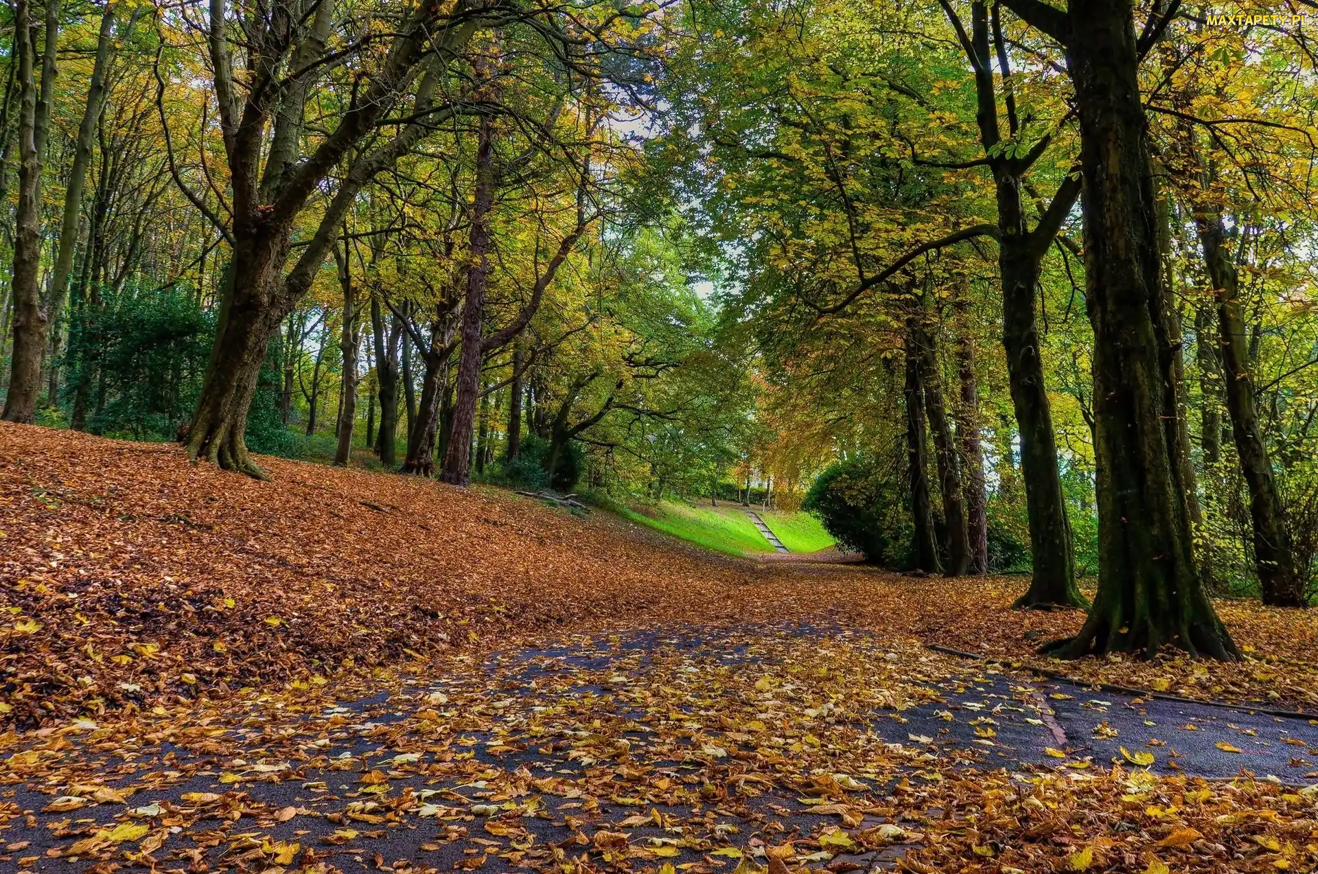 Park, Jesień, Drzewa, Liście, Alejki