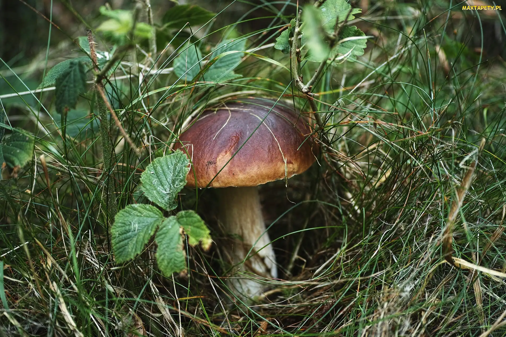 Liście, Trawa, Podgrzybek, Ściółka