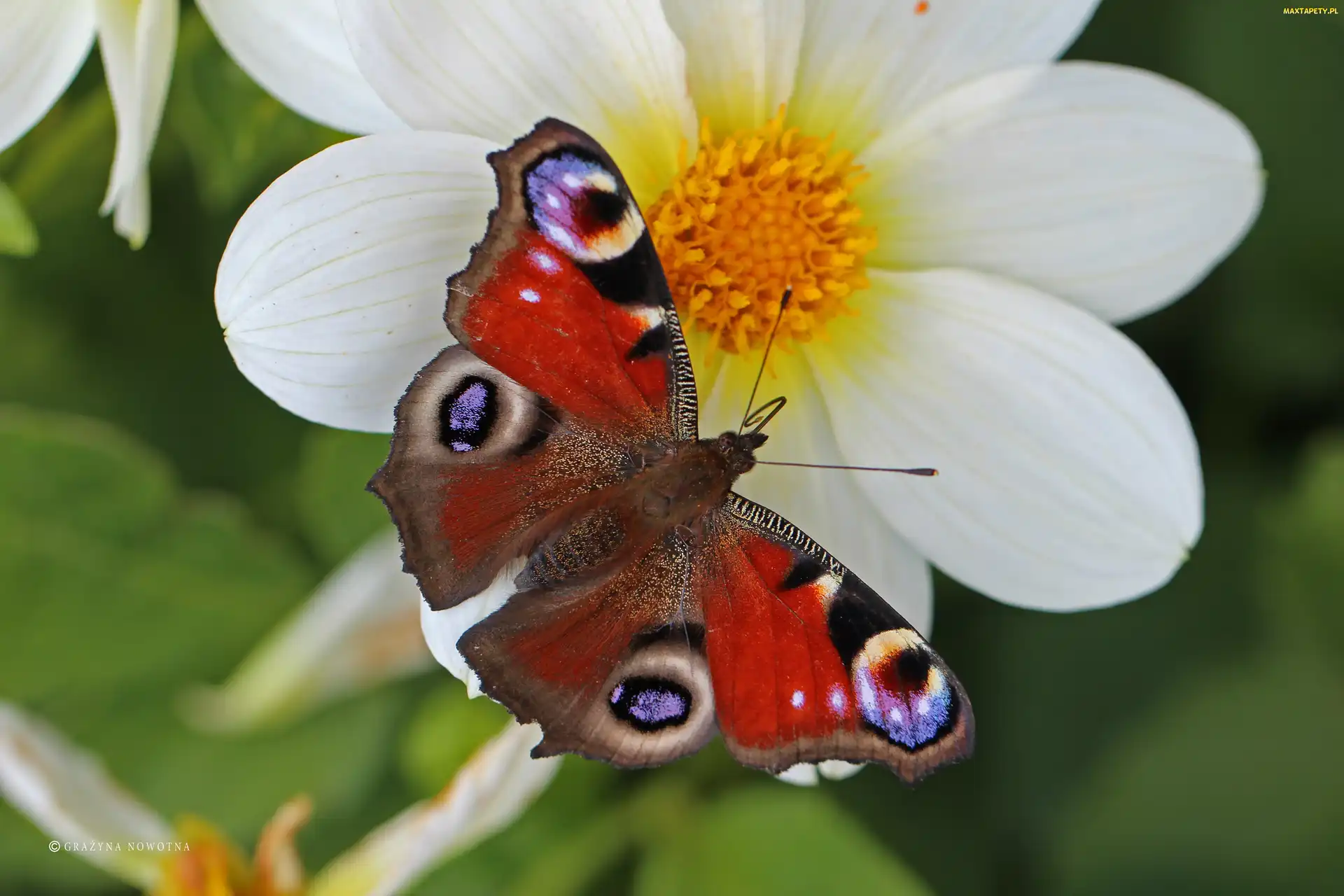 Owad, Czerwony, Motyl, Rusałka Pawik