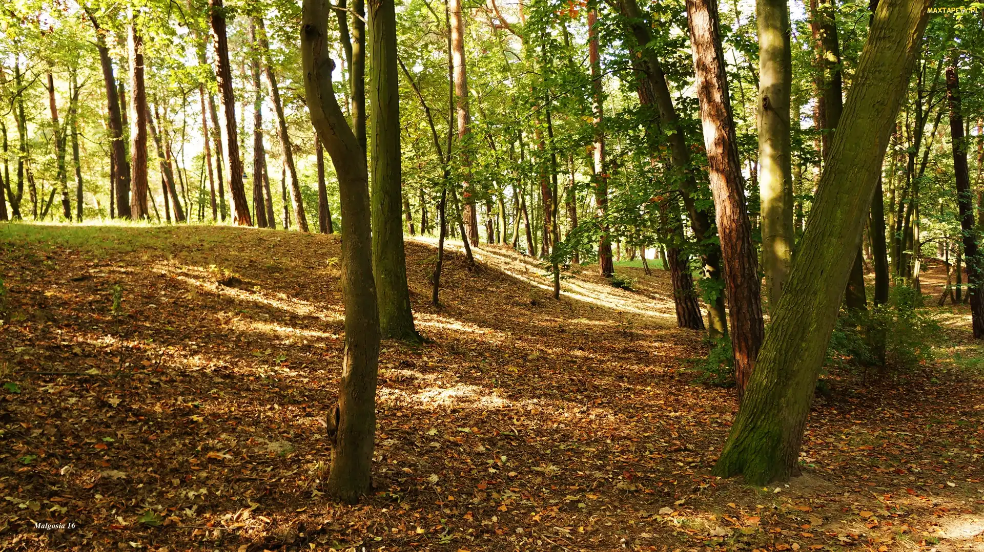 Górka, Drzewa, Park
