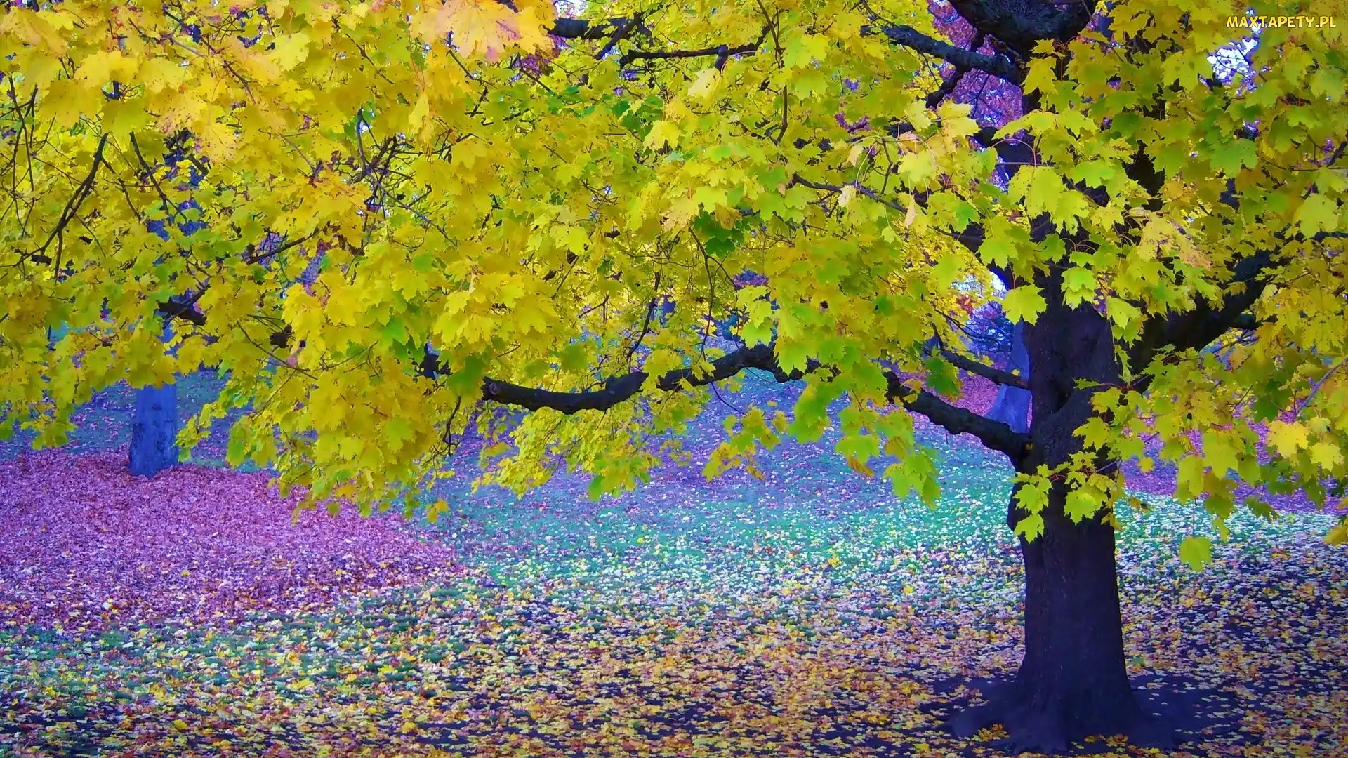 Kolorowe, Jesień, Park, Liście, Drzewa