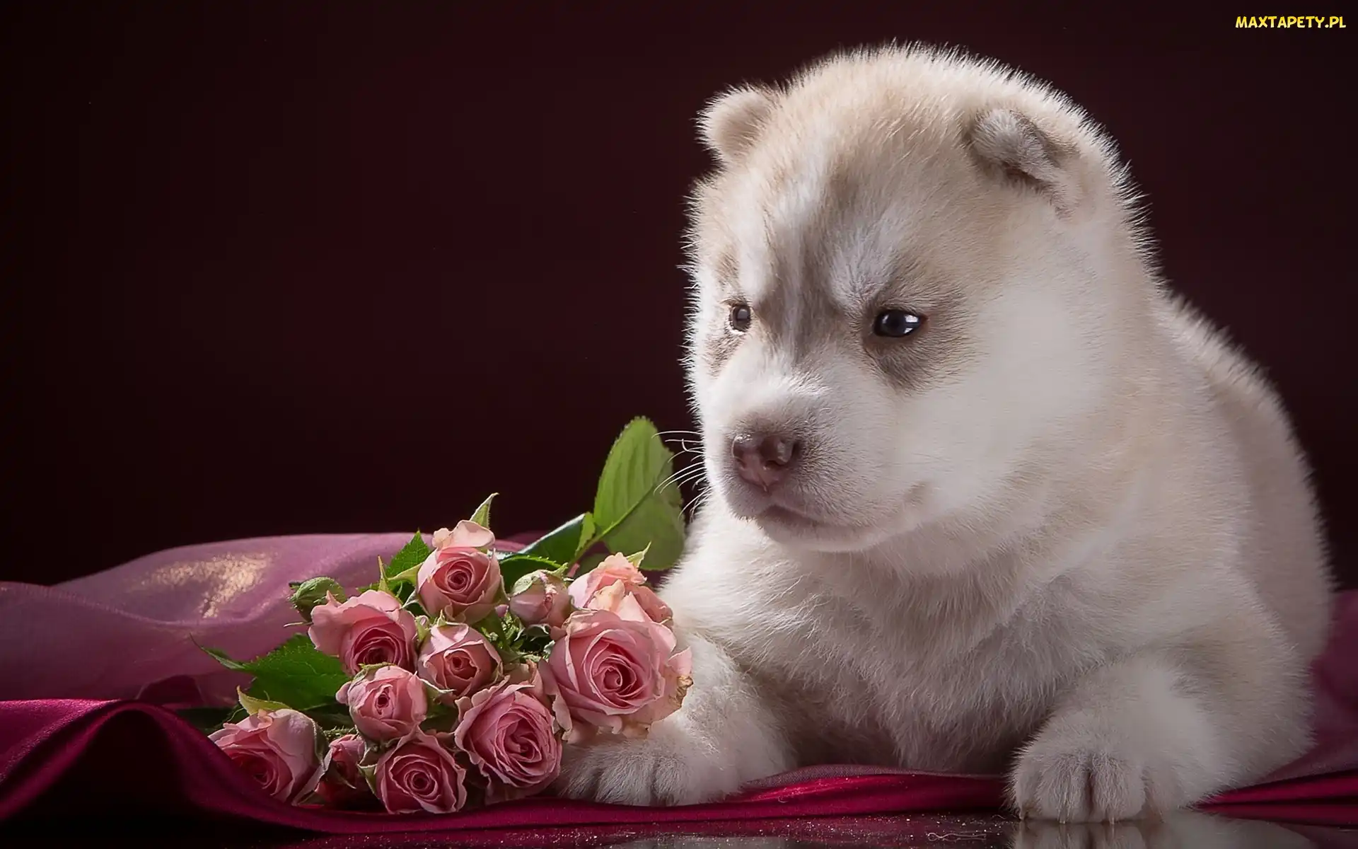 Szczeniak, Róże, Kwiaty, Husky