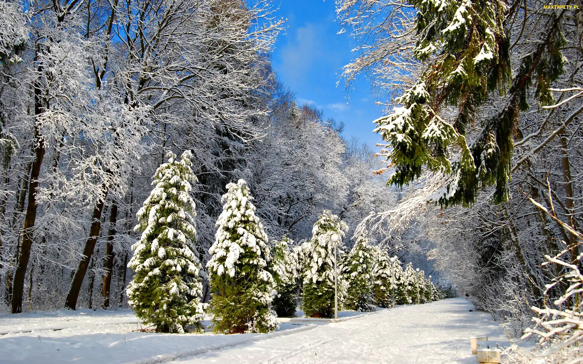 Park, Drzewa, Zima