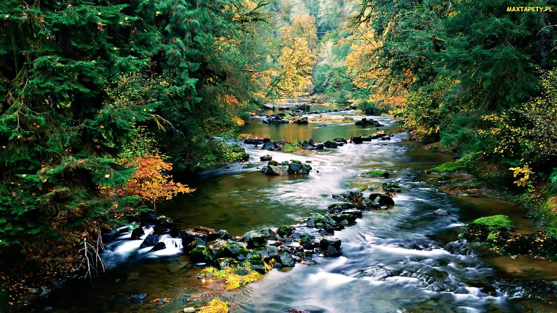 Kamienie, Rzeczka, Las