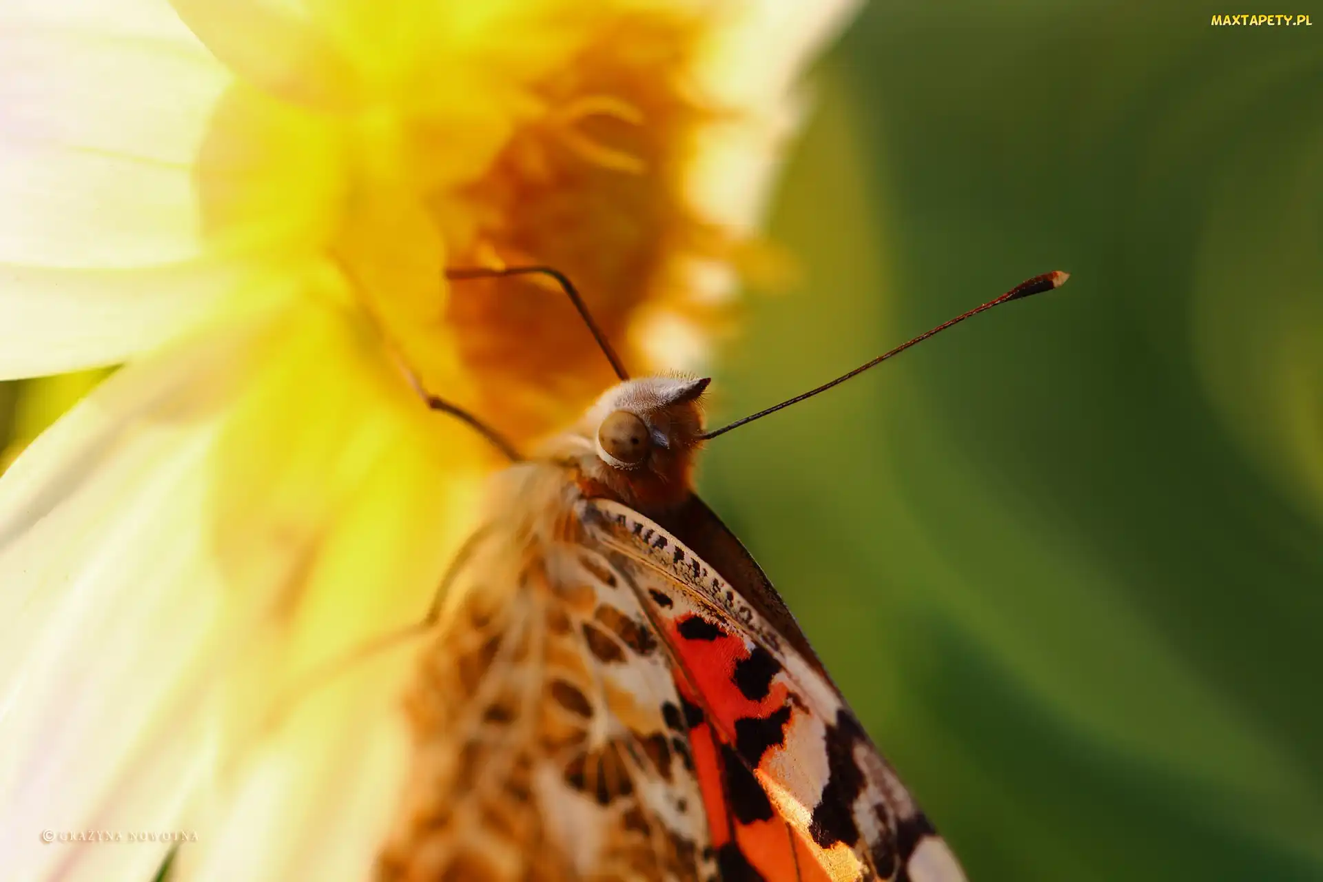 Rusałka Osetnik, Makro, Motyl