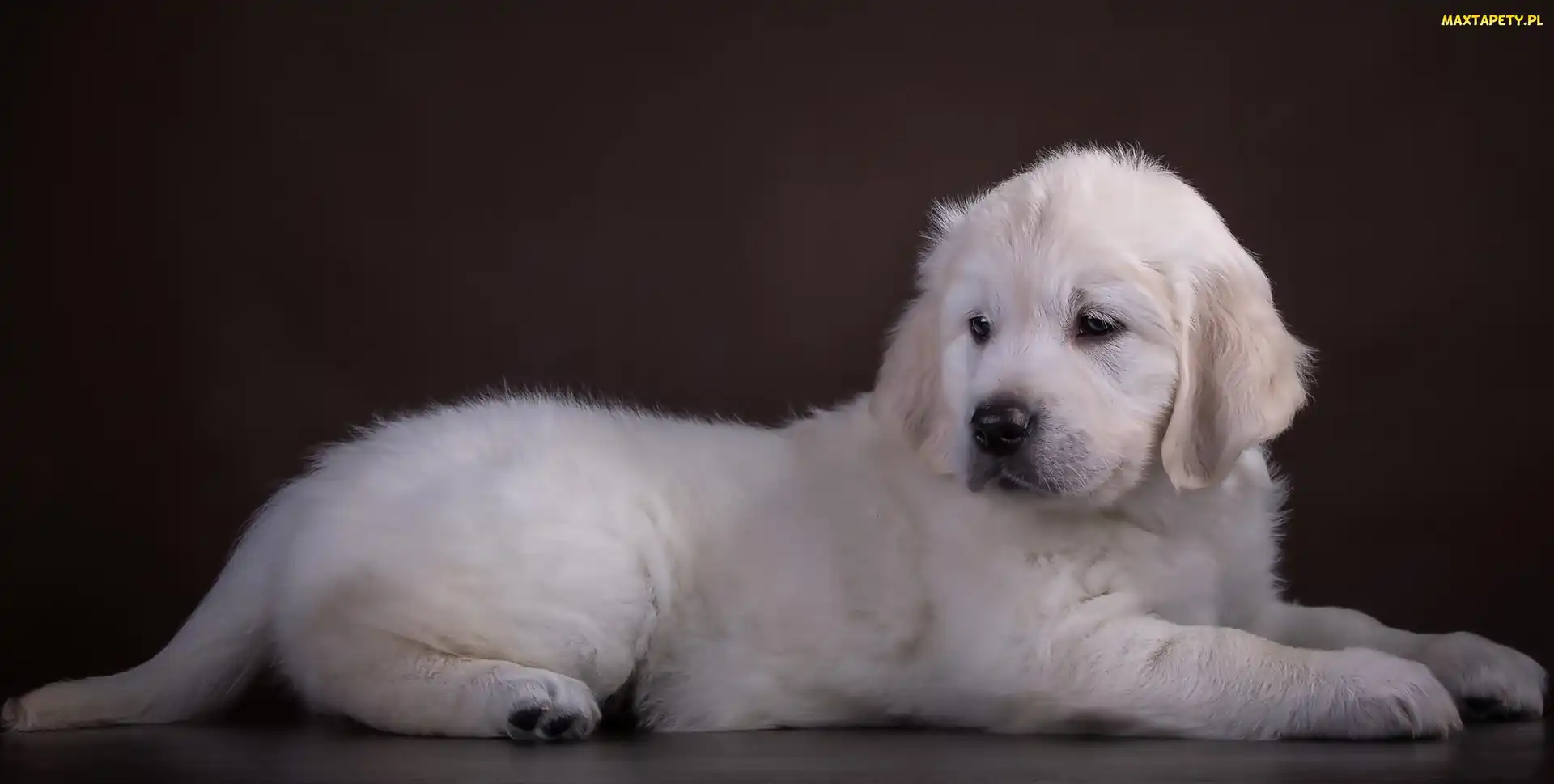 Biały, Szczeniaczek, Golden, Retriever