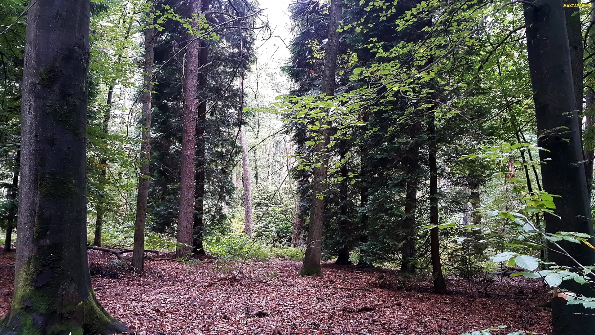 Ściółka, Las