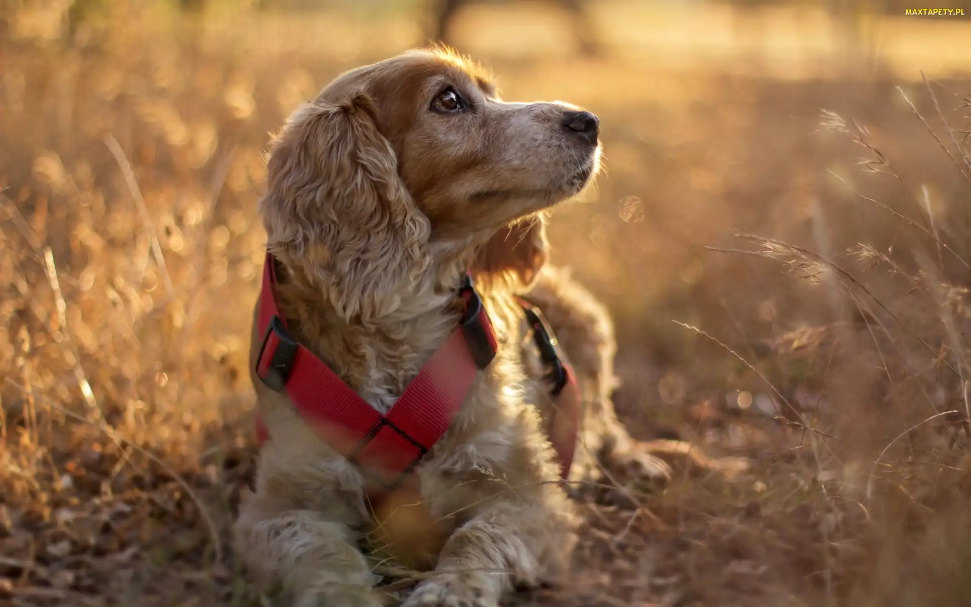 Cocker spaniel angielski, Trawy, Pies, Suche