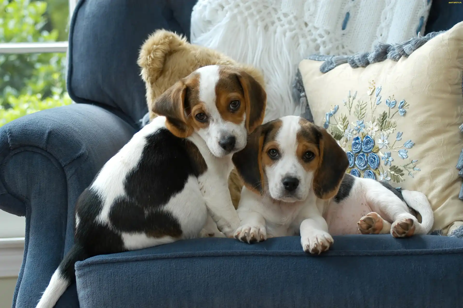 Szczeniaki, Beagle, Dwa