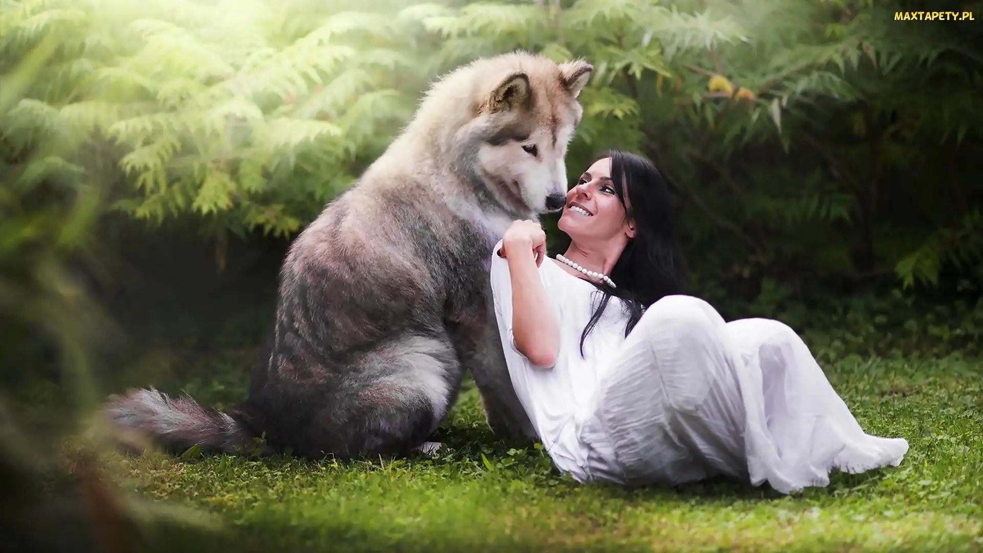 Siberian Husky, Brunetka, Pies