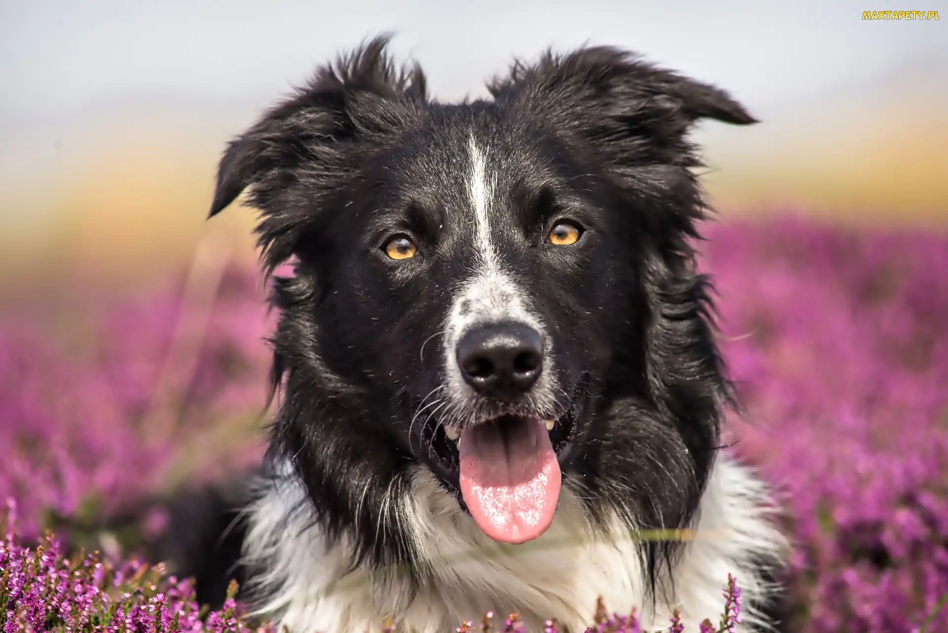 Border Collie, Pies
