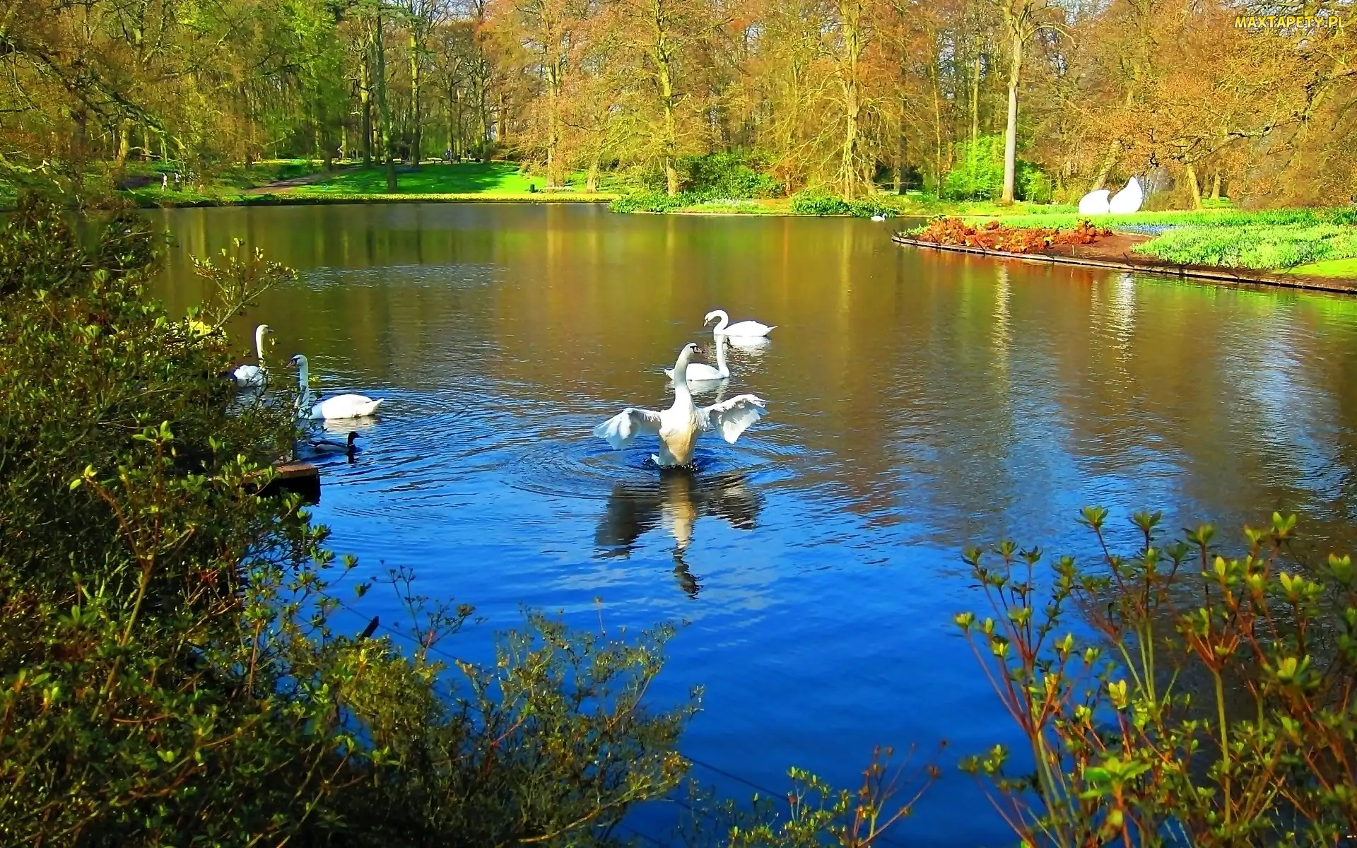 Jesień, Łabędzie, Park, Staw