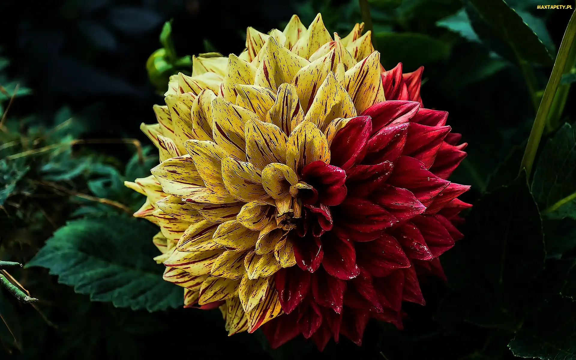 Dalia, Kwiat, Dwukolorowa