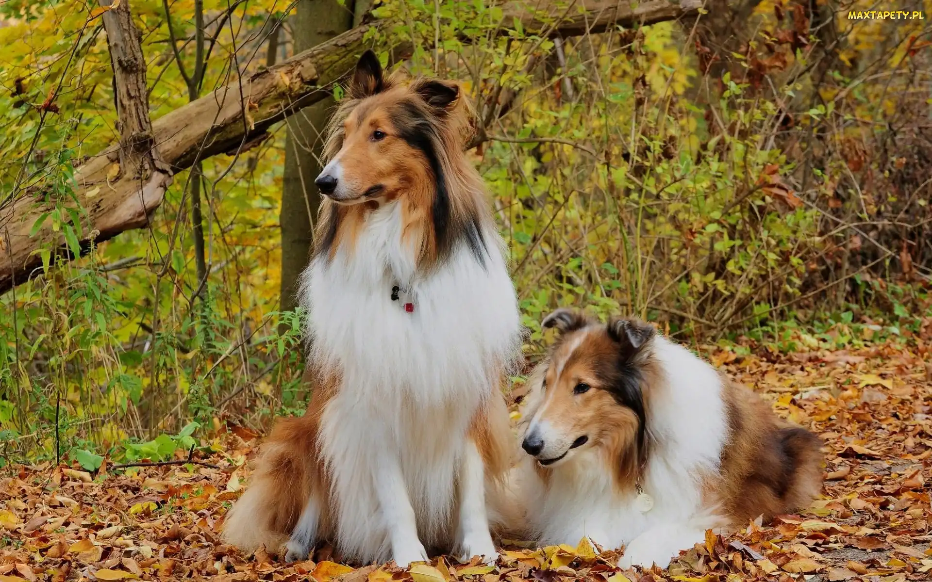 Jesień, Tricolor, Owczarki, Dwa, Szkockie, Collie