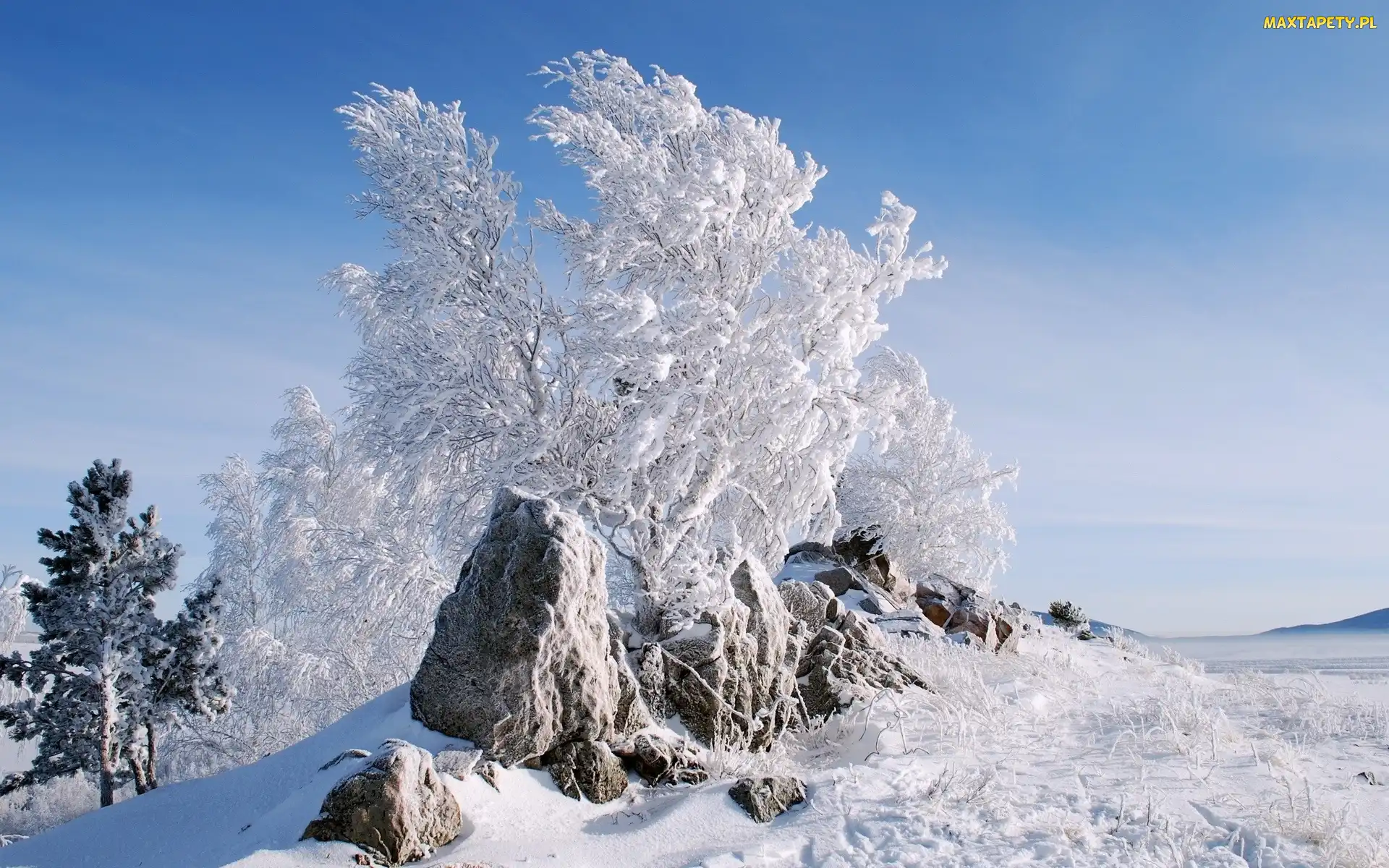 Ośnieżone, Kamienie, Krzewy, Drzewa, Zima