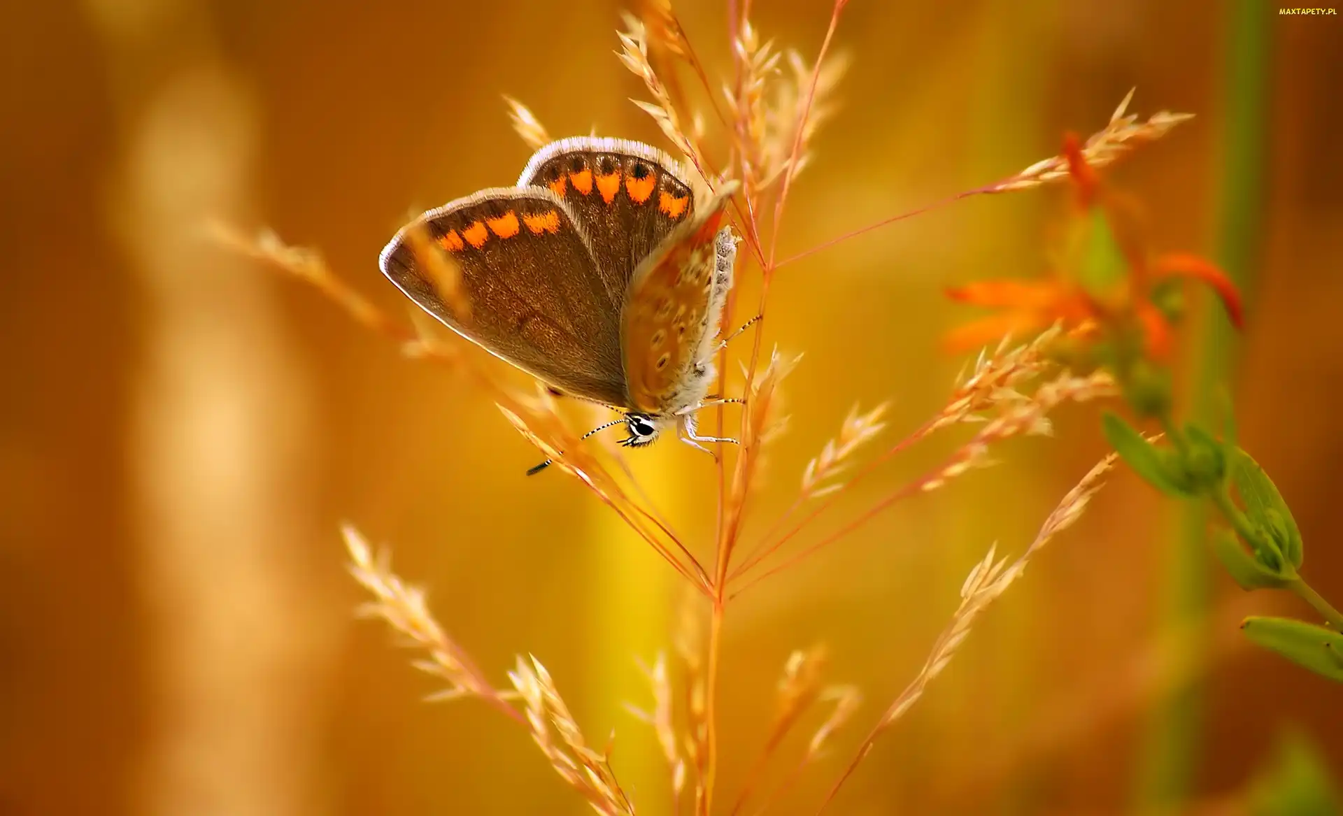 Kłos Trawy, Makro, Motyl