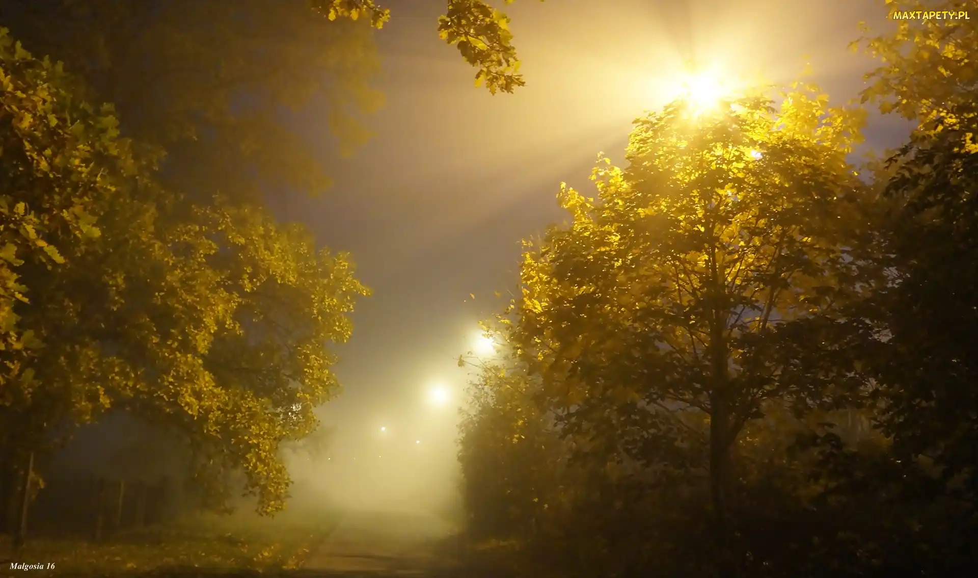 Przebijające Światło, Mgła, Drzewa, Noc