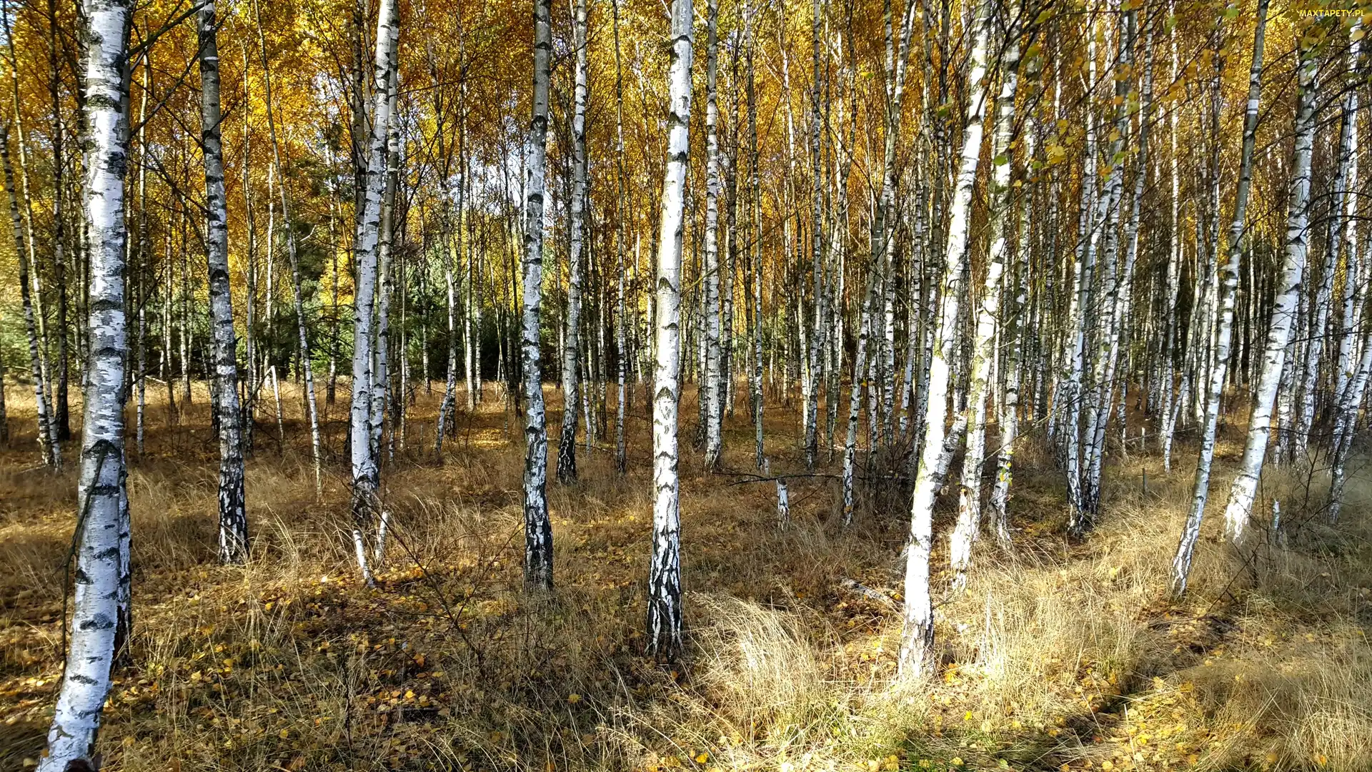 Las, Brzozy, Jesień