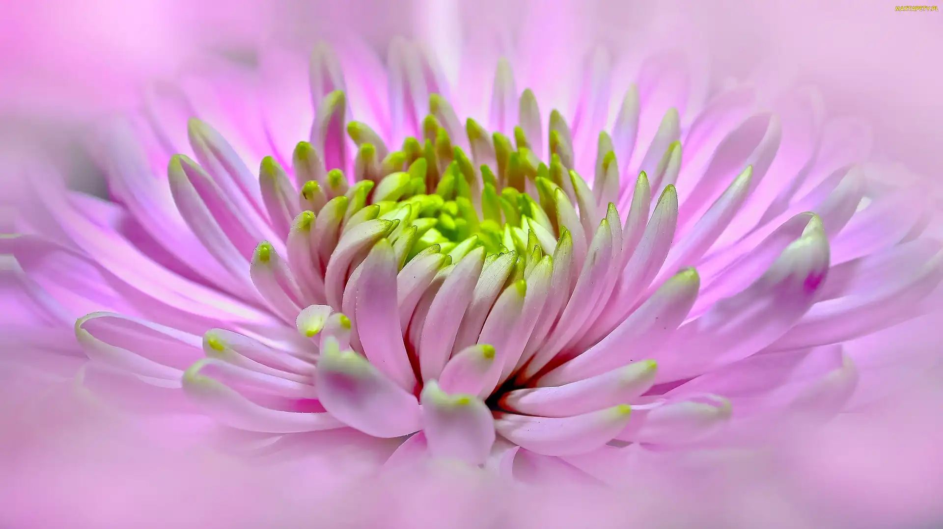 Dalia, Makro, Kwiat