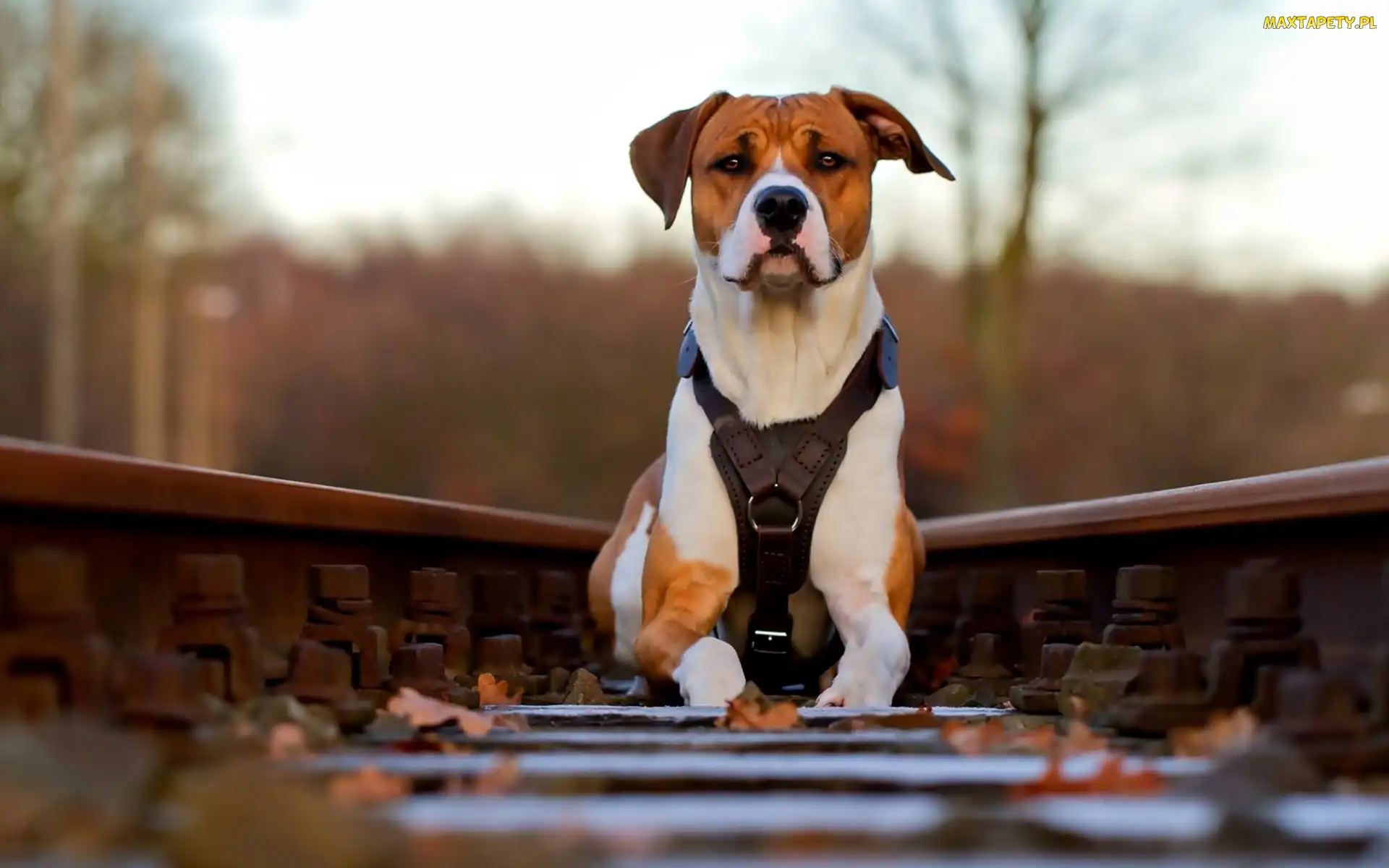 Kolejowe, Tory, Pies, Pit Bull Terrier