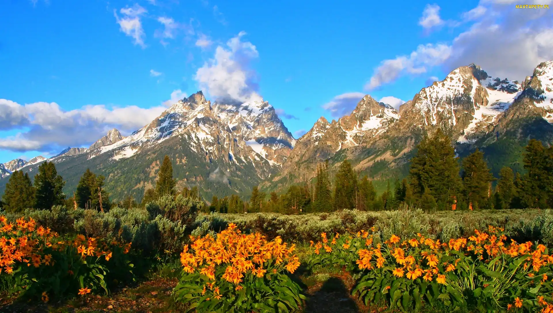 Kwiaty, Łąka, Park Narodowy Grand Teton, Stany Zjednoczone, Góry Teton Range, Las
