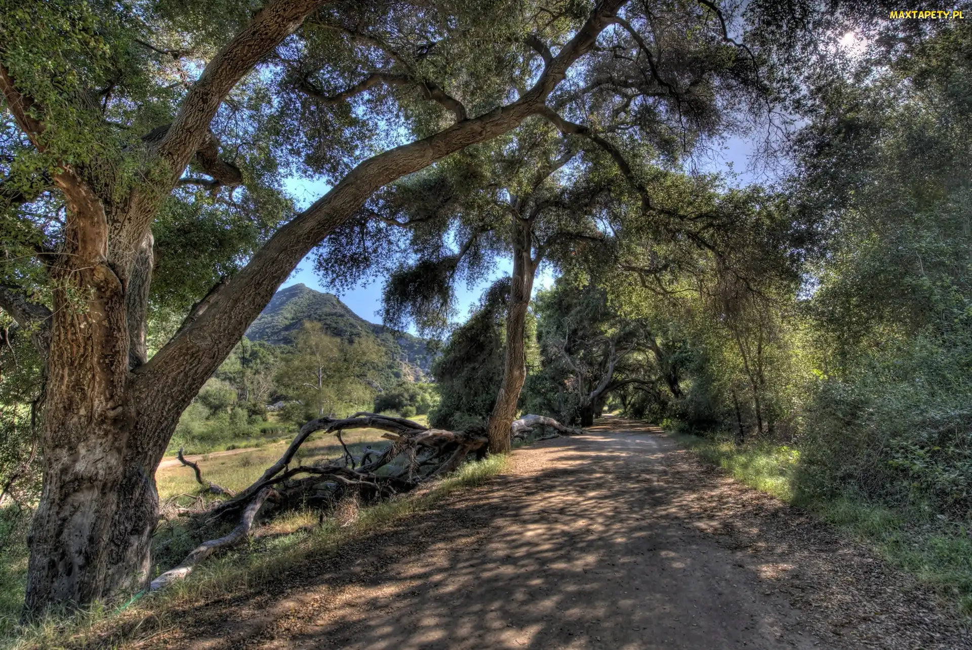 Góry, Kalifornia, Malibu, Las, Droga