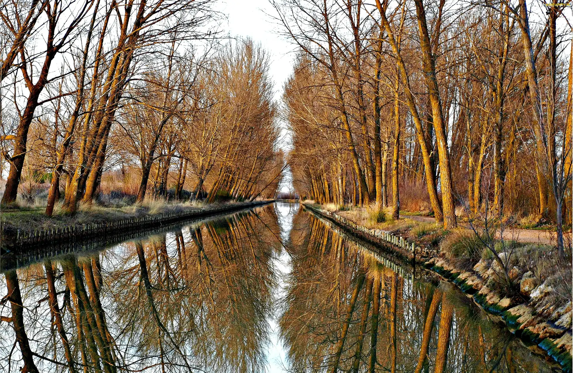 Drzewa, Kanał, Jesień