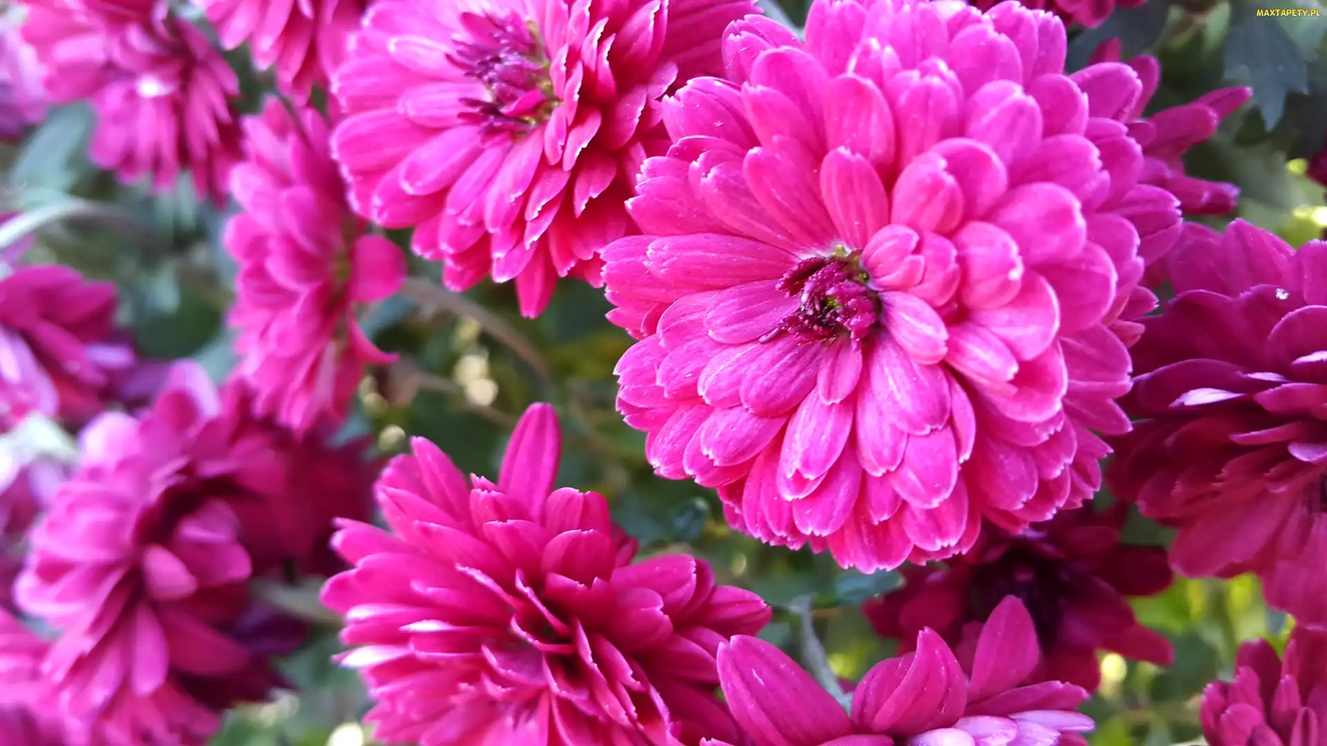 Purpurowe, Chryzantemy