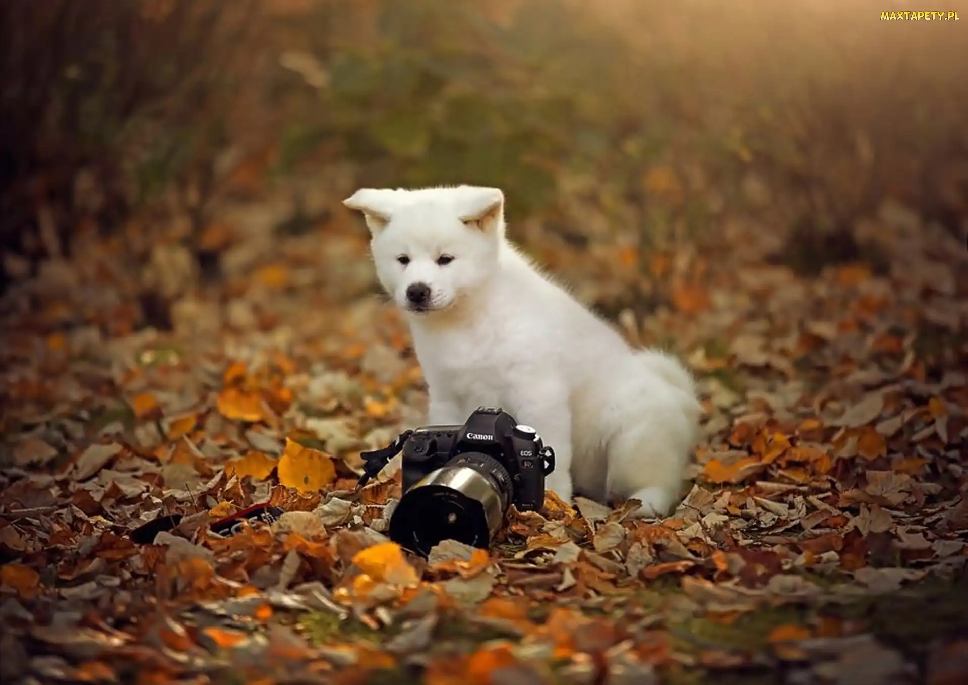 Fotograficzny, Aparat, Szczeniaczek, Jesień, Liście, Mały, Łąka