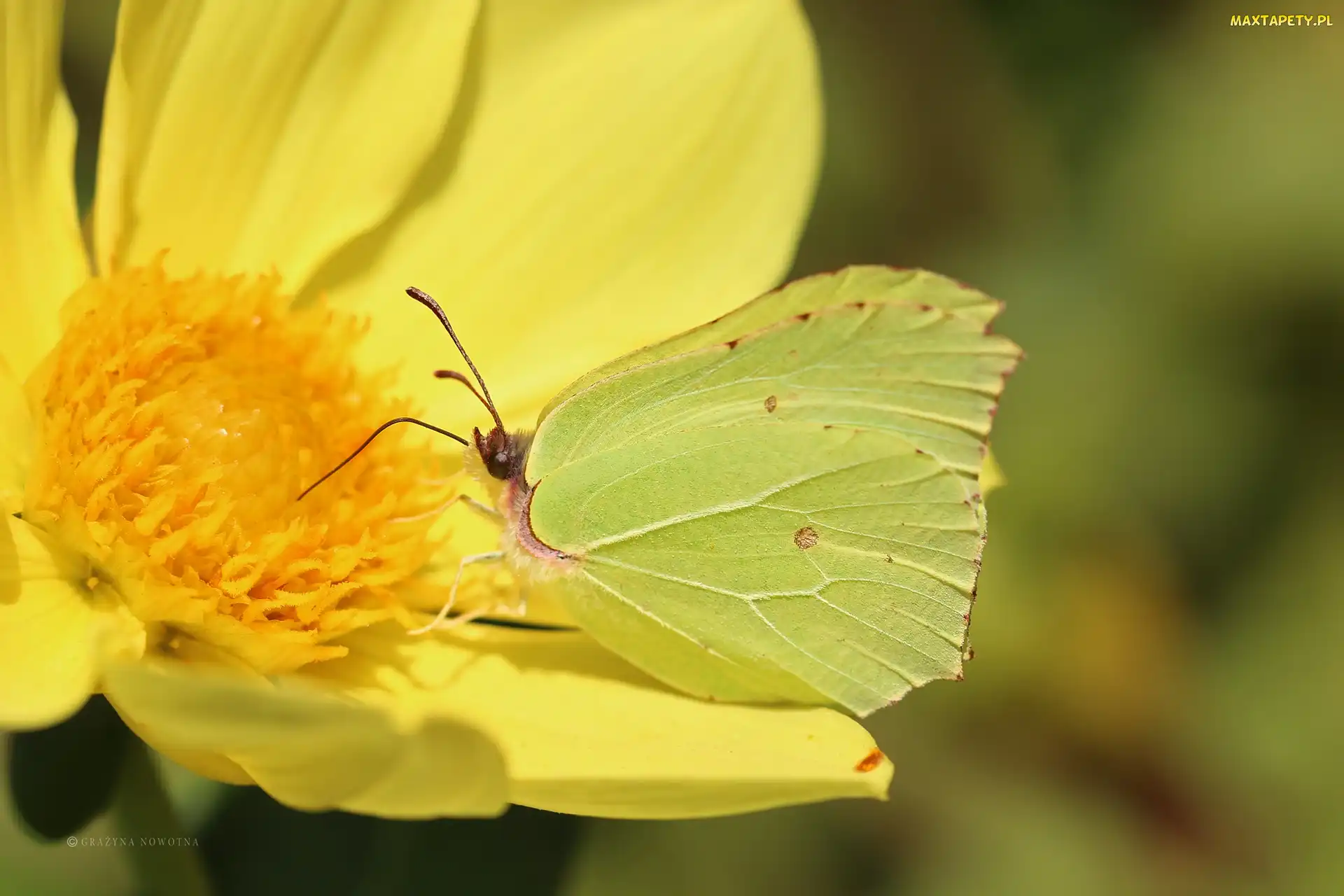 Motyl, Owad, Cytrynek