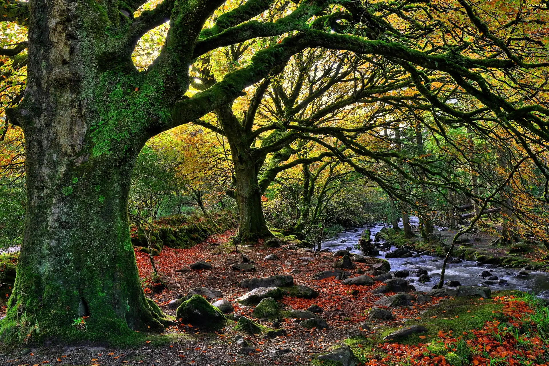Irlandia, Park Narodowy Killarney, Kamienie, Rzeczka