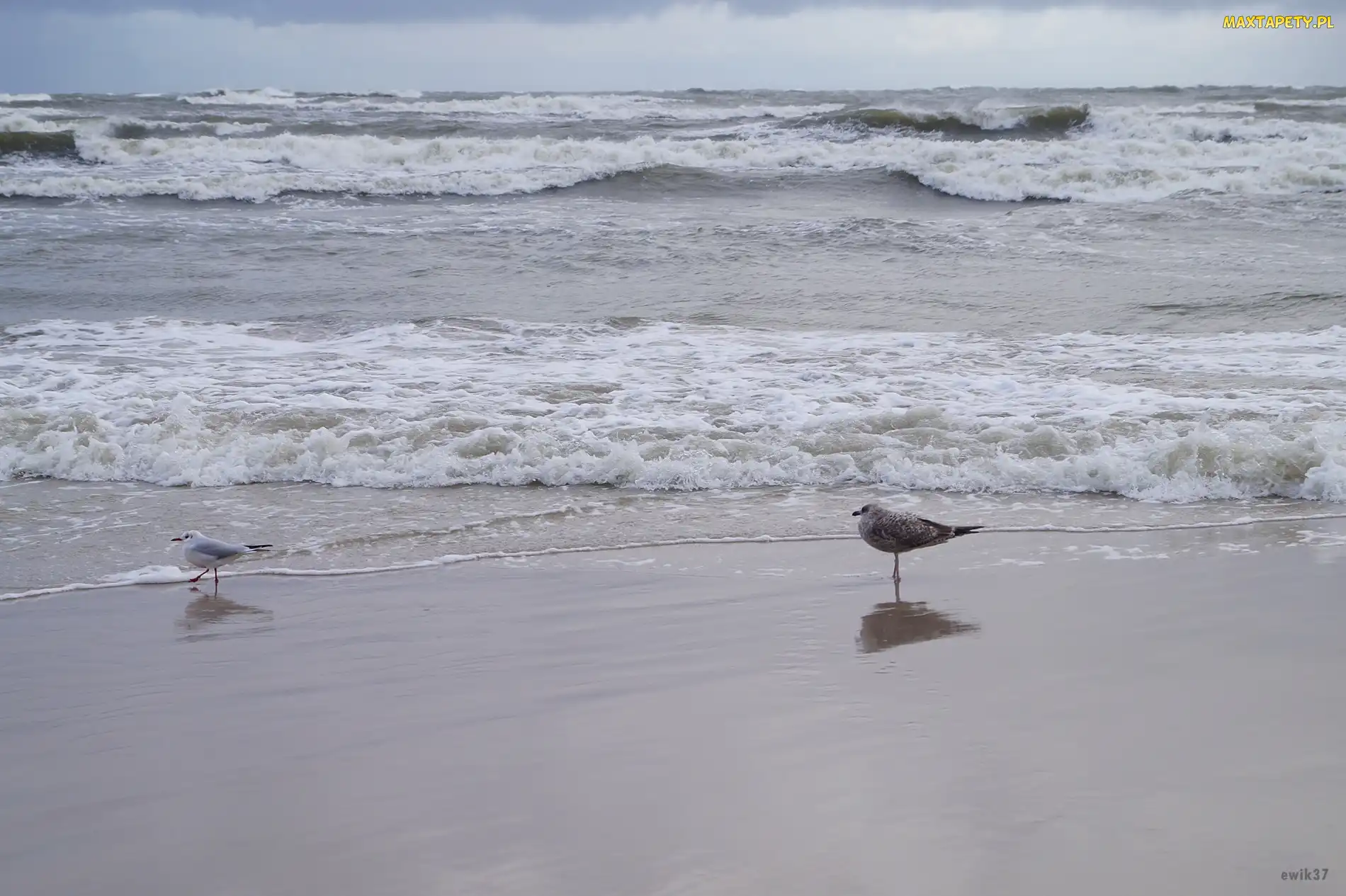 Mewy, Plaża, Morze, Bałtyckie