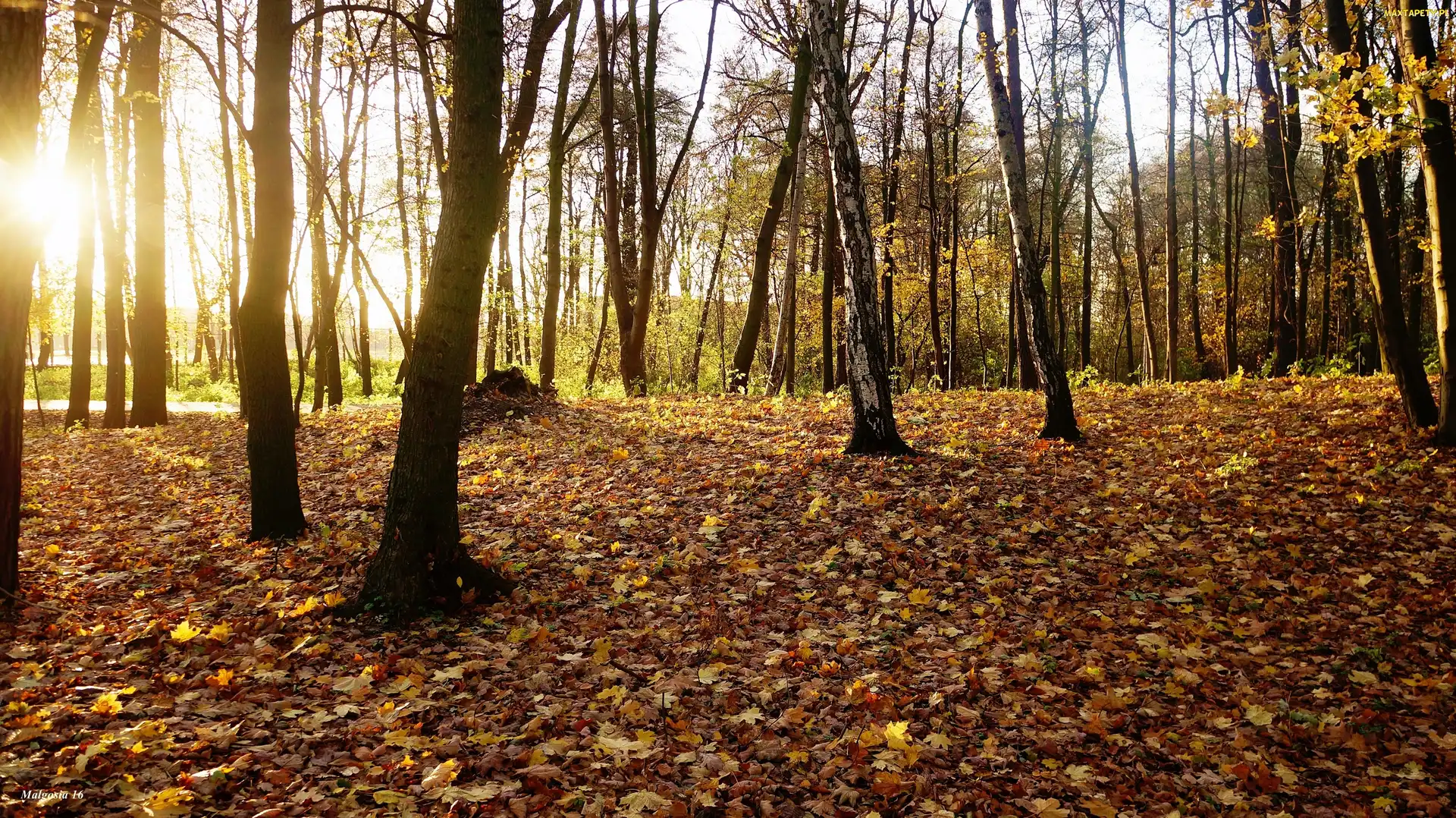 Przebijające Światło, Jesień, Park, Drzewa