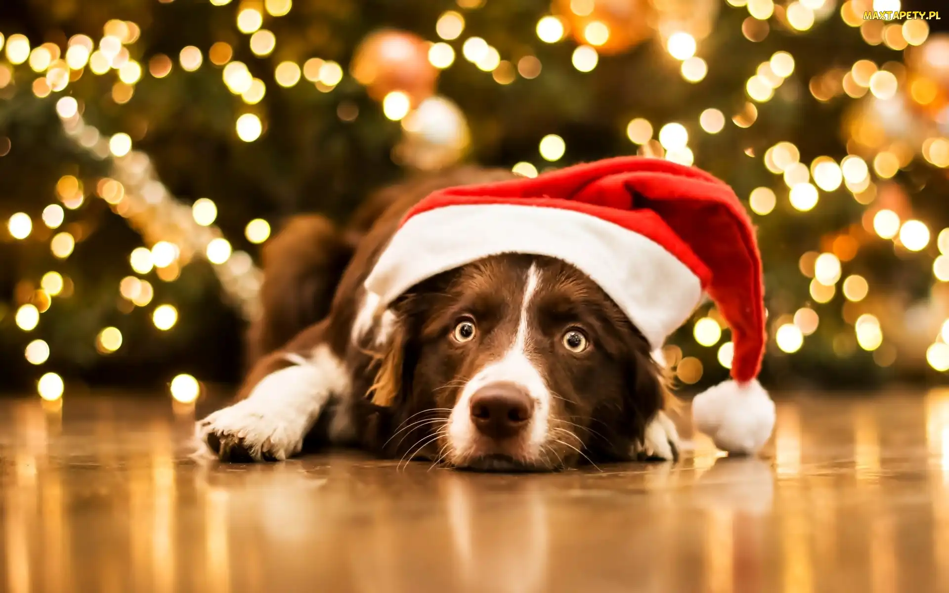 Pies, Mikołaja, Czapka, Border collie, Leżący