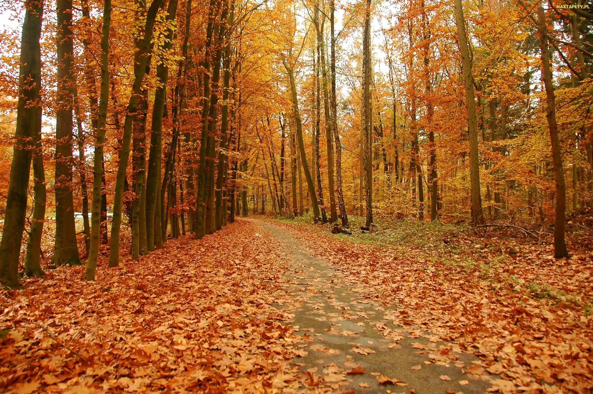 Droga, Liście, Jesienne, Park, Jesień