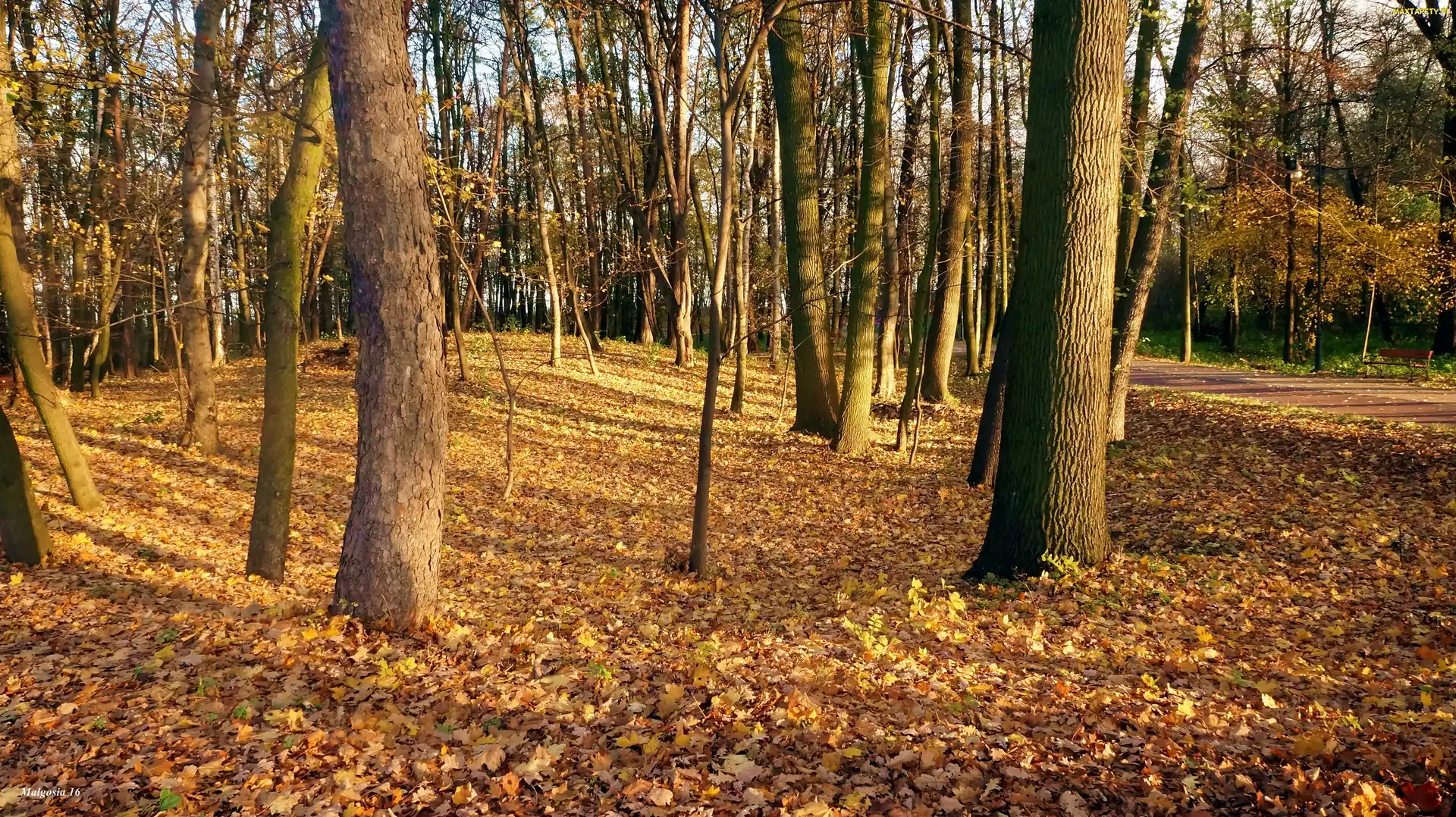 Drzewa, Jesień, Park