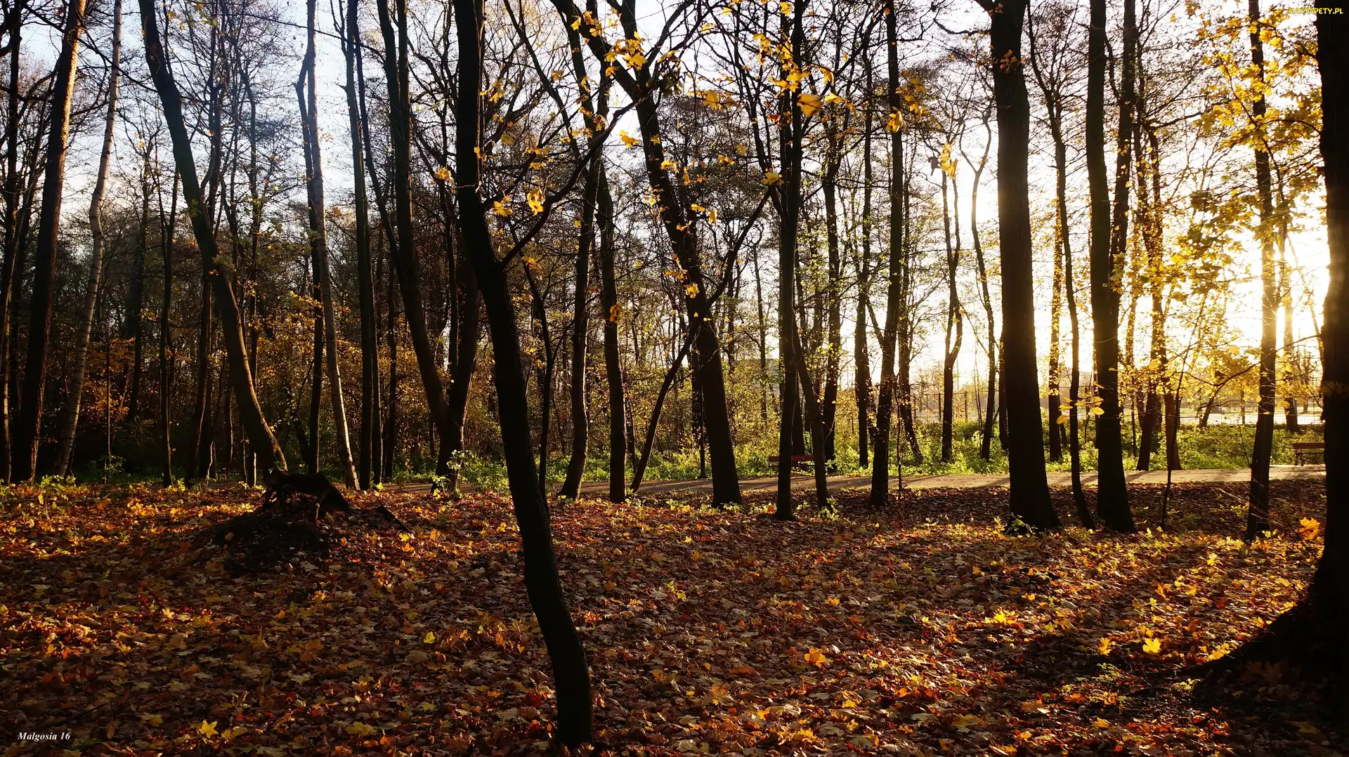 Przebijające Światło, Jesień, Park, Drzewa