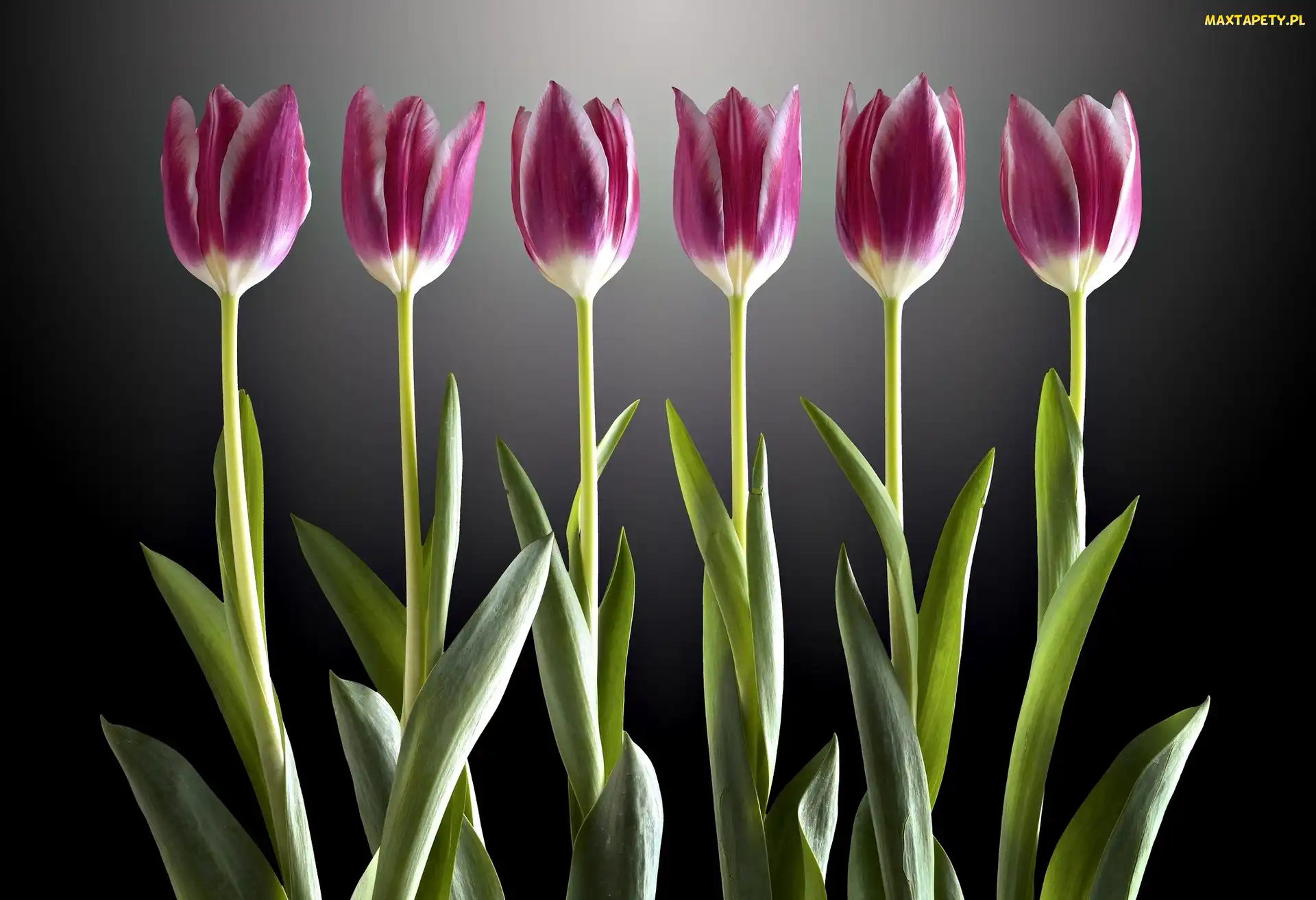 Tulipany, Światło