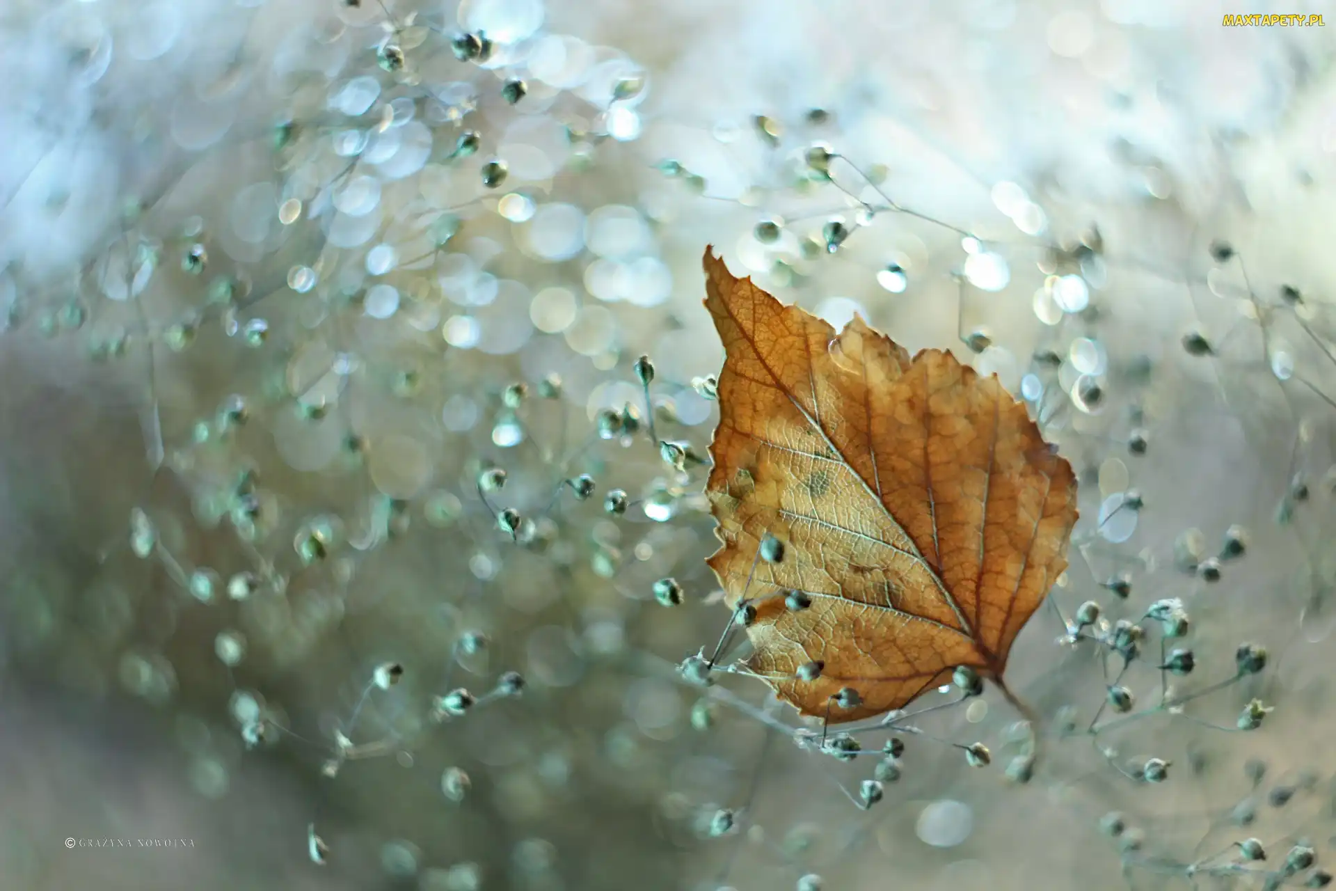 Bokeh, Liść, Żółty, Suchy