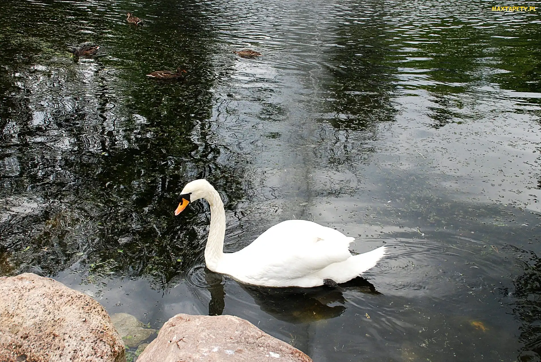 Łabędz, Biały, Park, Staw