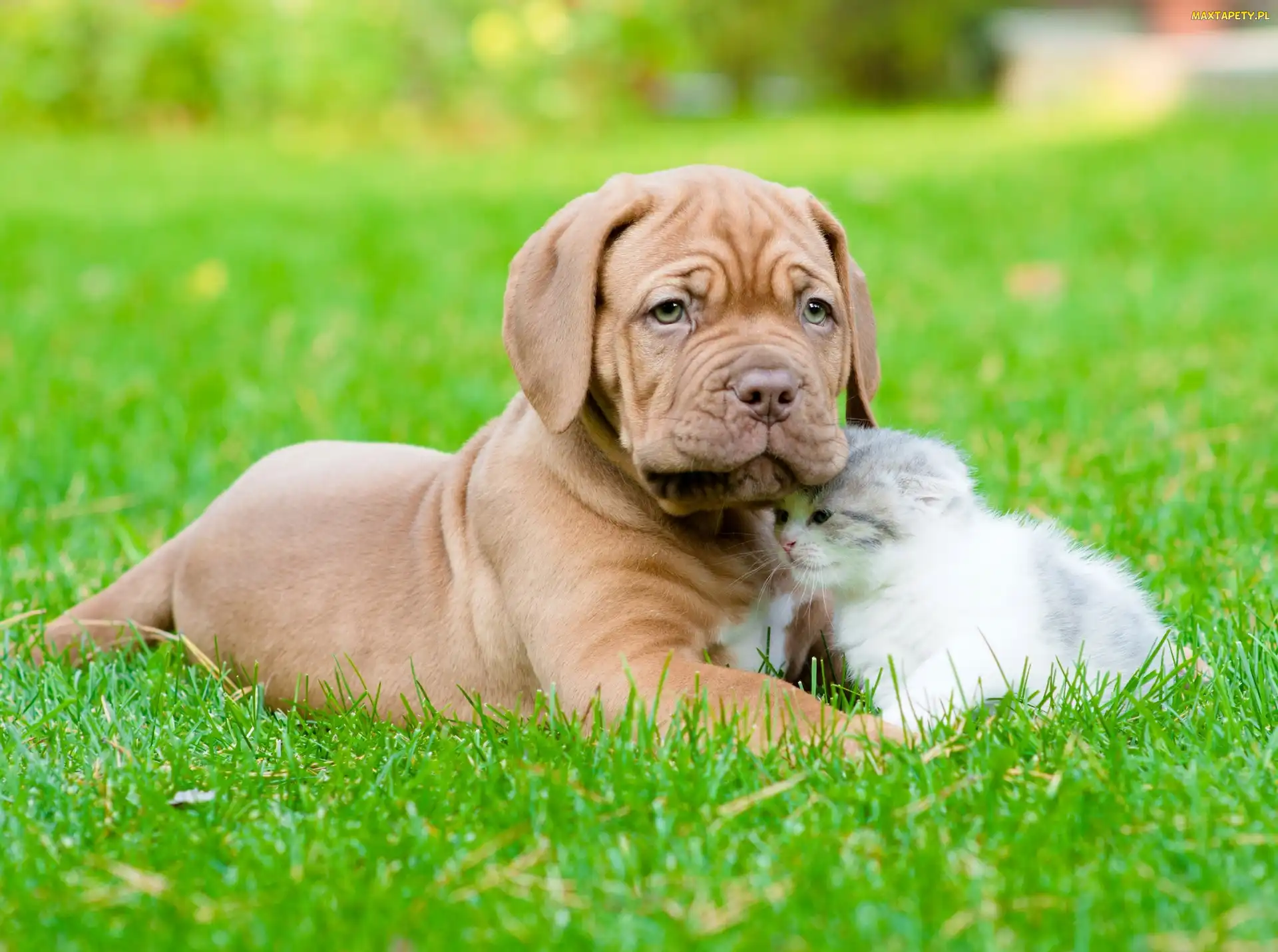 Dog de Bordeaux, Kot