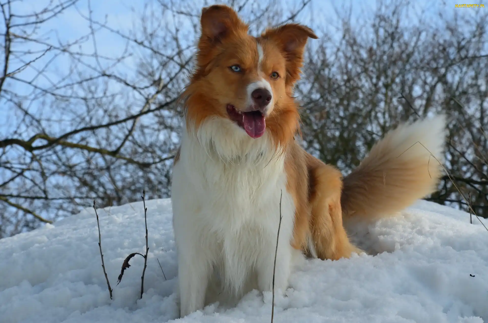 Śliczny, Border Collie, Piesek